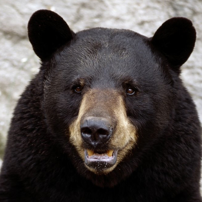 avatar for riggbeck@mastodon.social