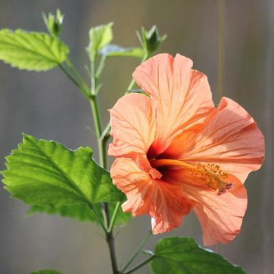 avatar for floreana@poliversity.it