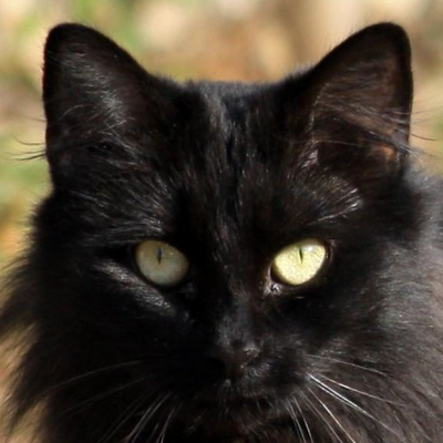 avatar for housepanther@goblackcat.social