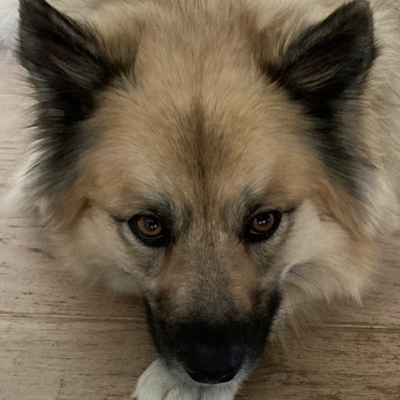 avatar for ggmartin@mastodon.social