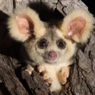 avatar for MaJ1@mastodonapp.uk