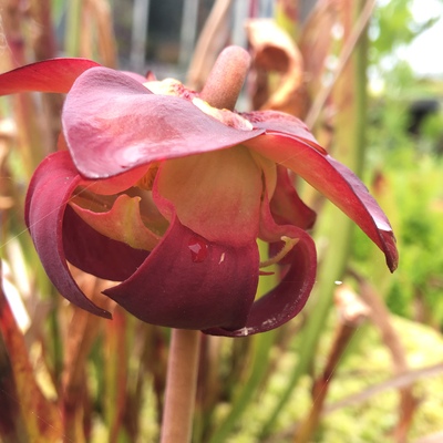 avatar for Hellybootwader@mastodon.scot