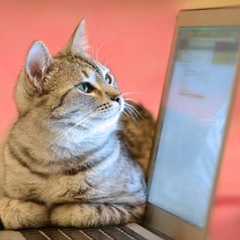 avatar for itnewsbot@schleuss.online