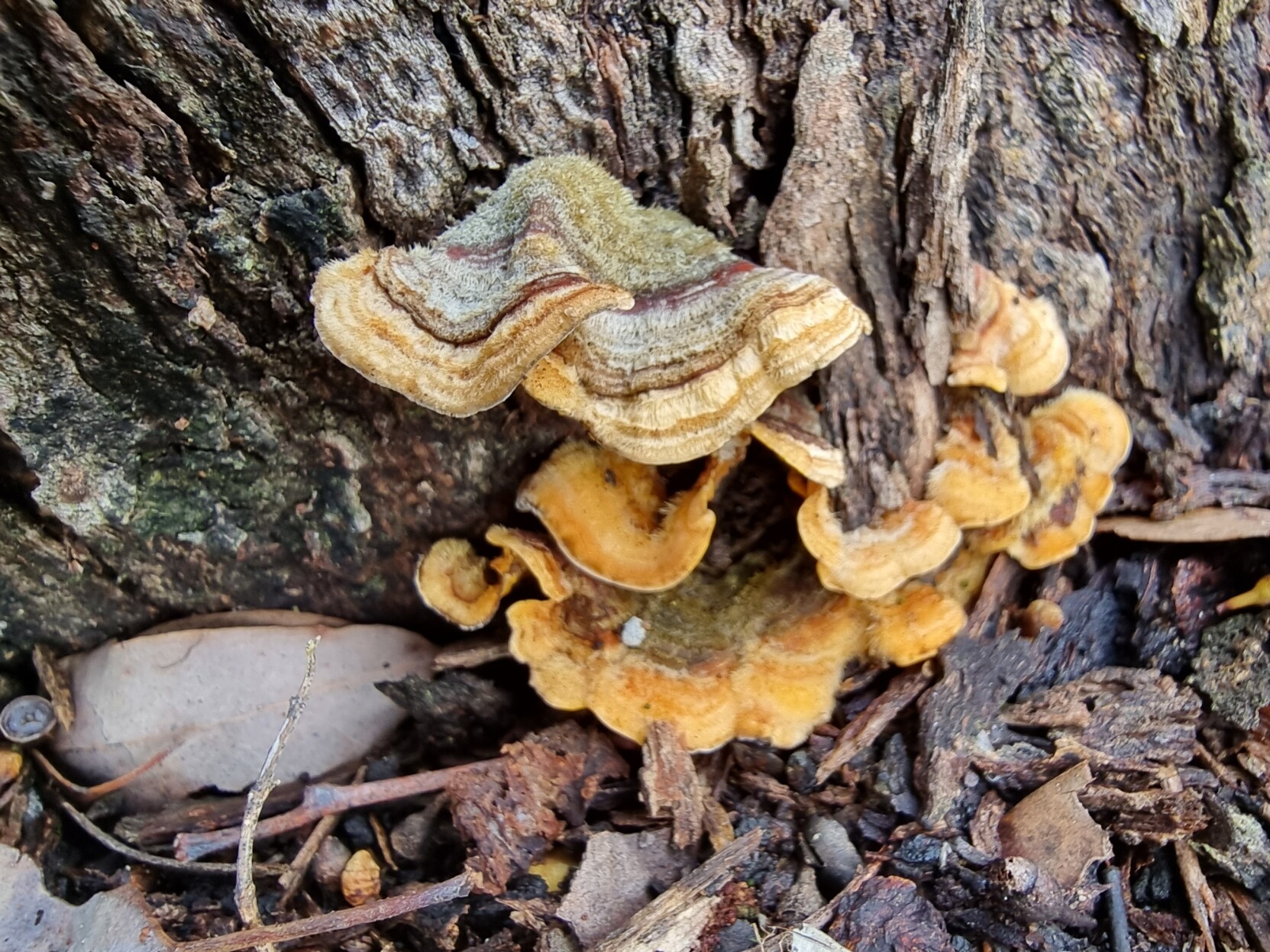 A group of bracket fungi fruiting bodies growing on the base of a tree trunk.  The fungi are predominantly orange in colour, while the bark of the tree is grey and brown and moderately fissured.