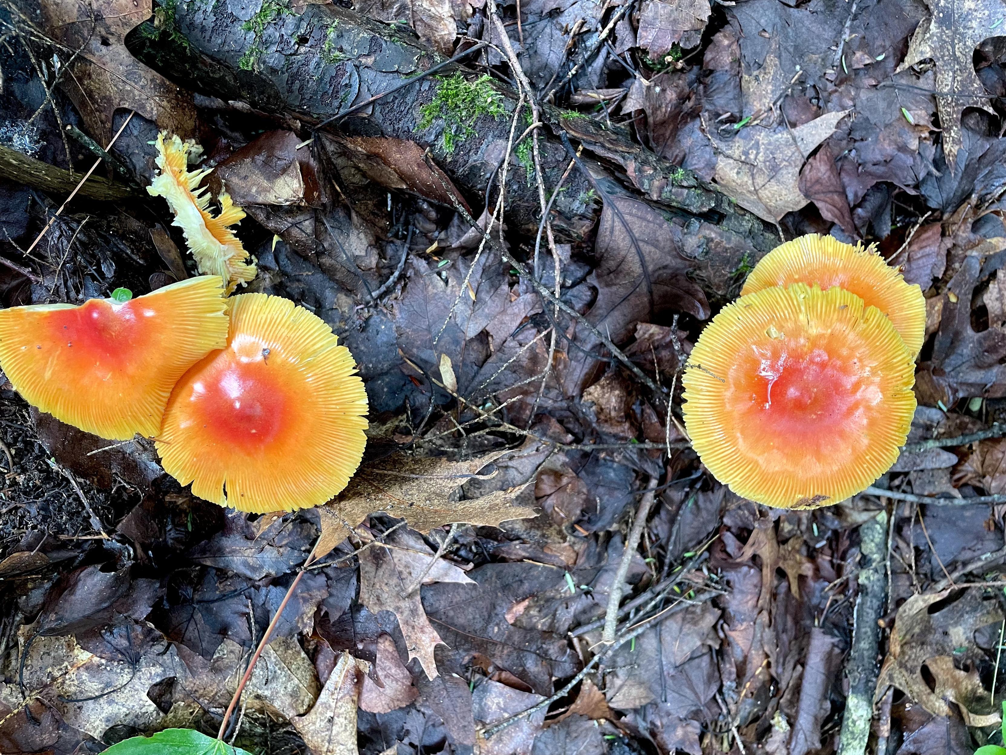 Looking down on 4 brightly colored mushroom coming up from the forest floor. They are about 2 inches high and 3 inches wide. The caps, which are nearly flat are bright red at the umbo (dimple in the middle) and bleeds into orange, then yellow at the edges. The underside gills are poking through to the top at the edges. There are 2 mushrooms on the left, bumping up on each other with one of the caps now just a semi circle. The 2 mushrooms in the right are positioned so that one cap is nearly encompassing the other.