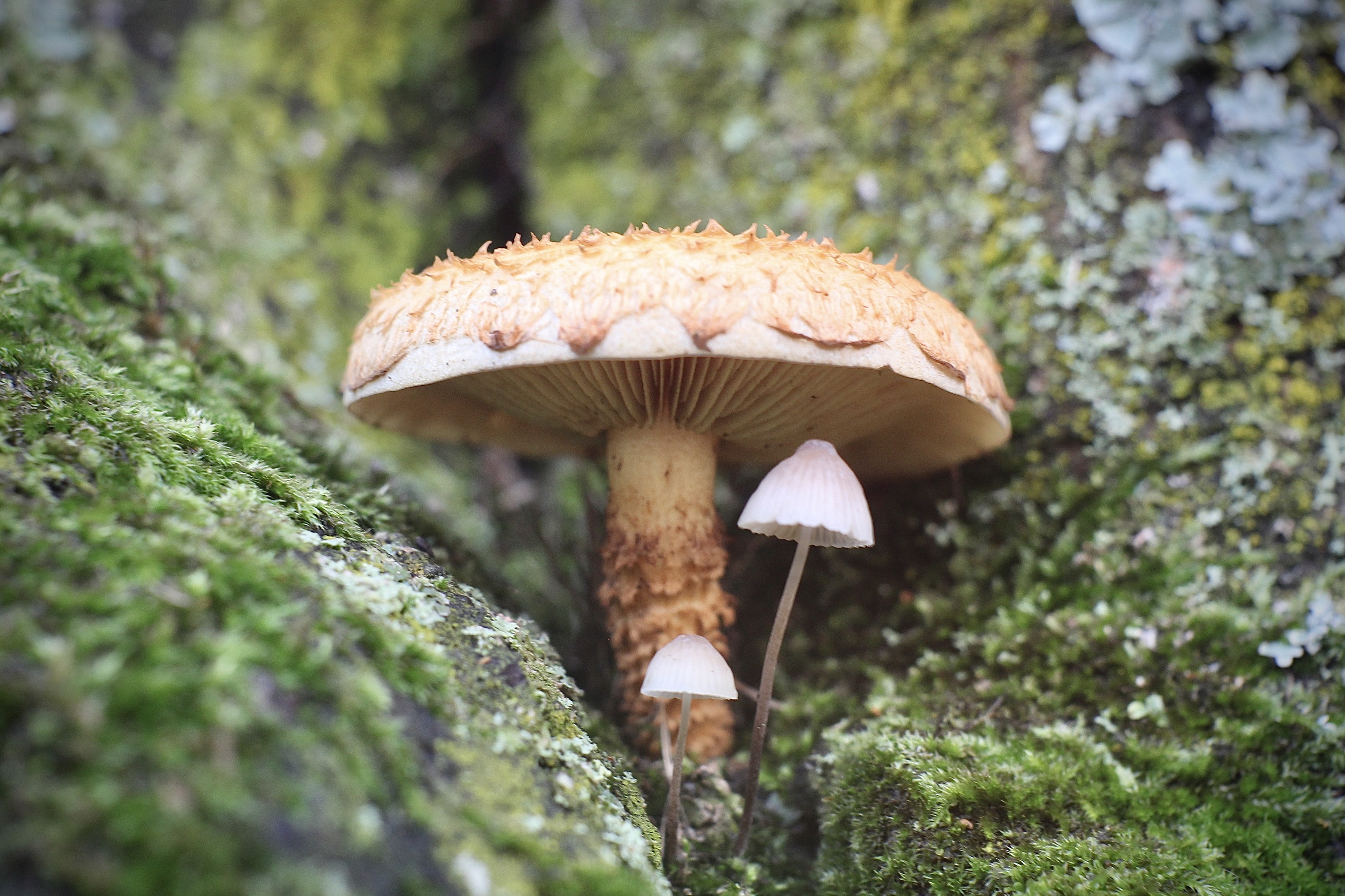 3 little mushrooms growing on a birch tree with green moss
