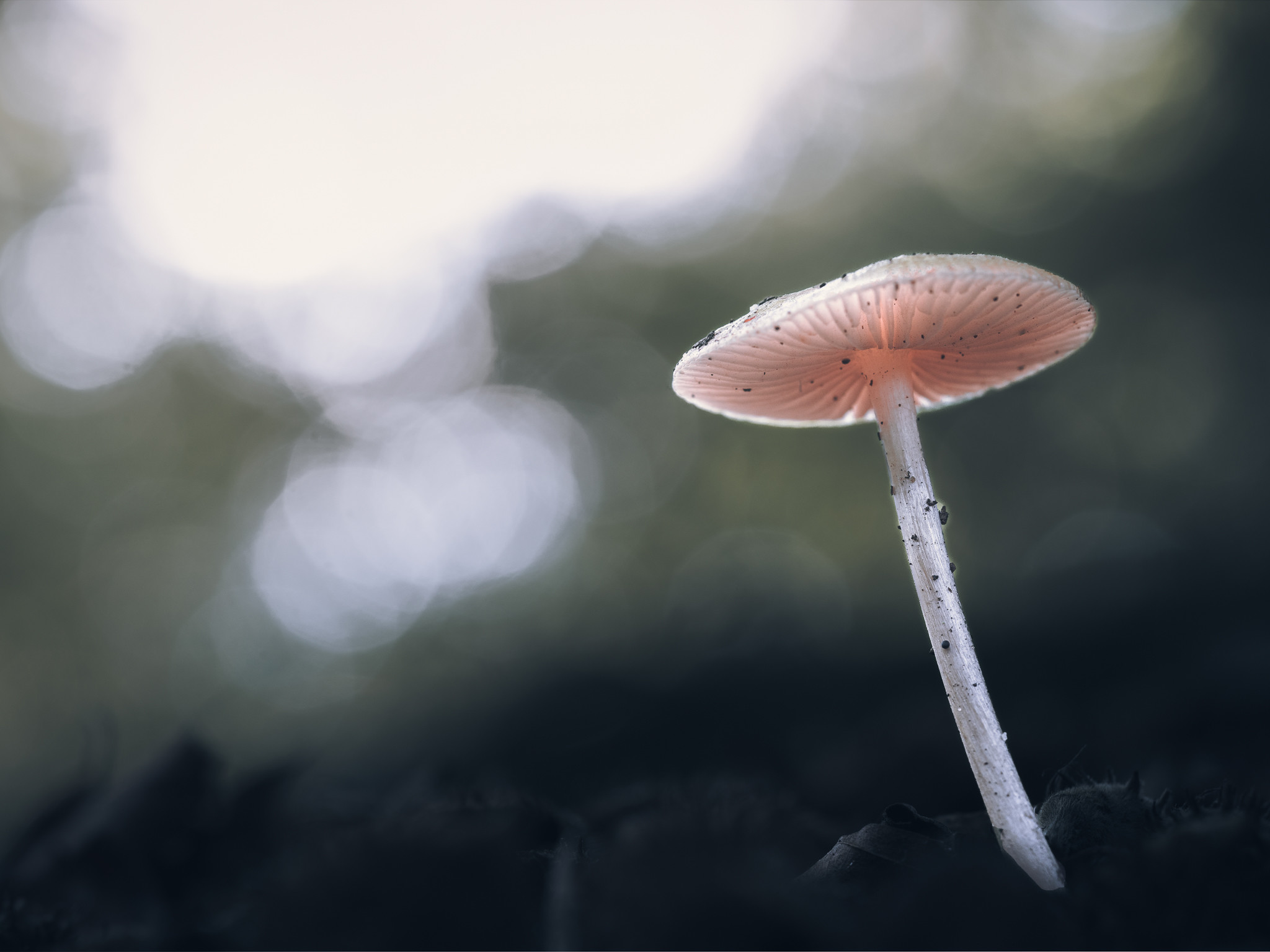 A lone mushroom from the physalacriaceae family catching some natural light.