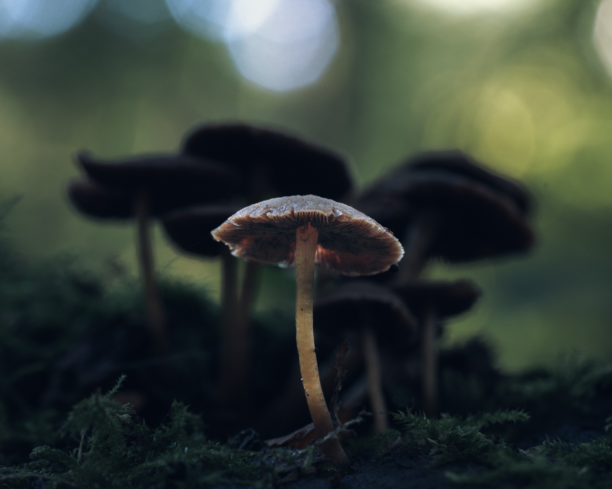 A lone hymenogastraceae mushroom lit by some artificial light with a group of out of focus mushrooms in shade behind.