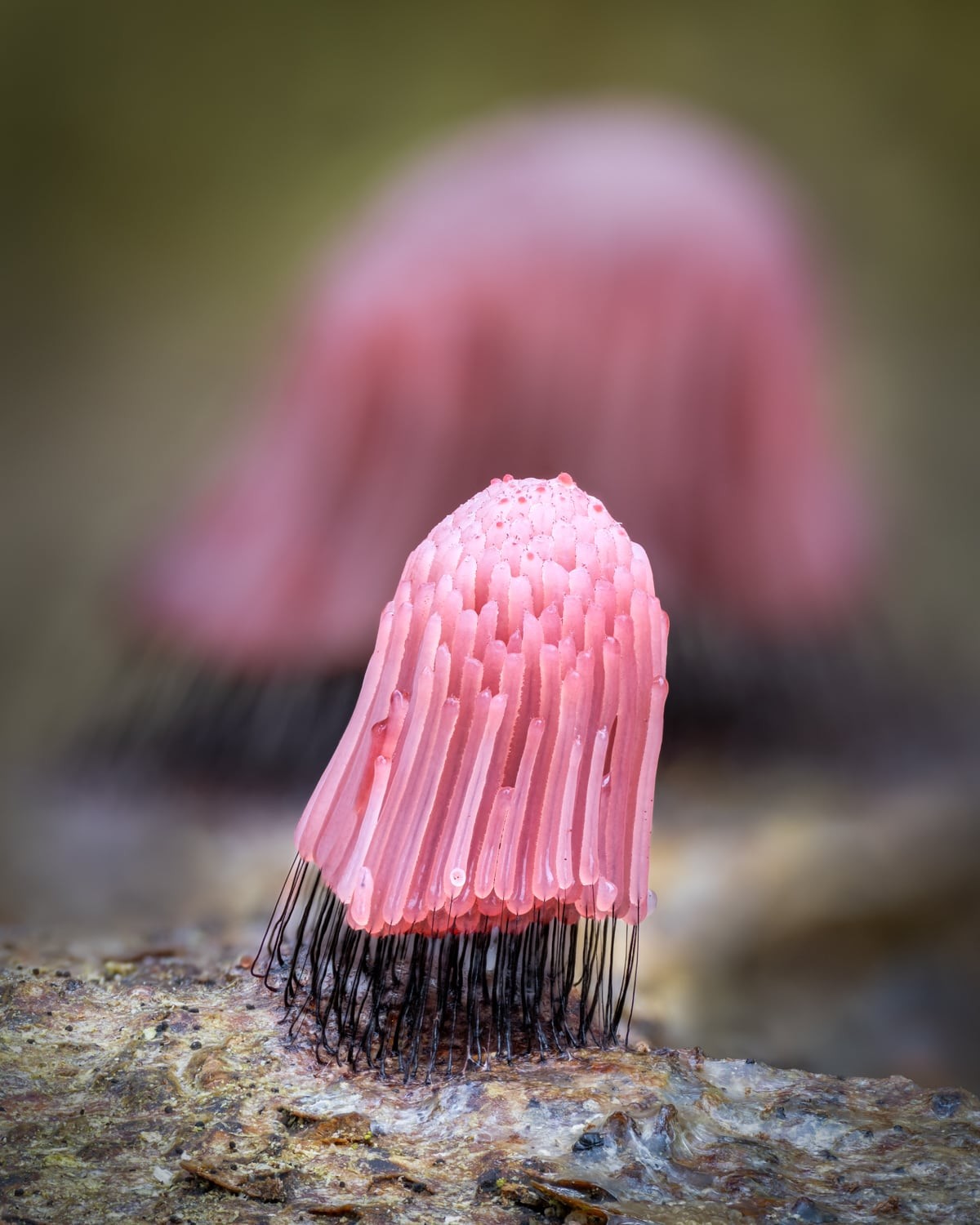 Pink stemonitis