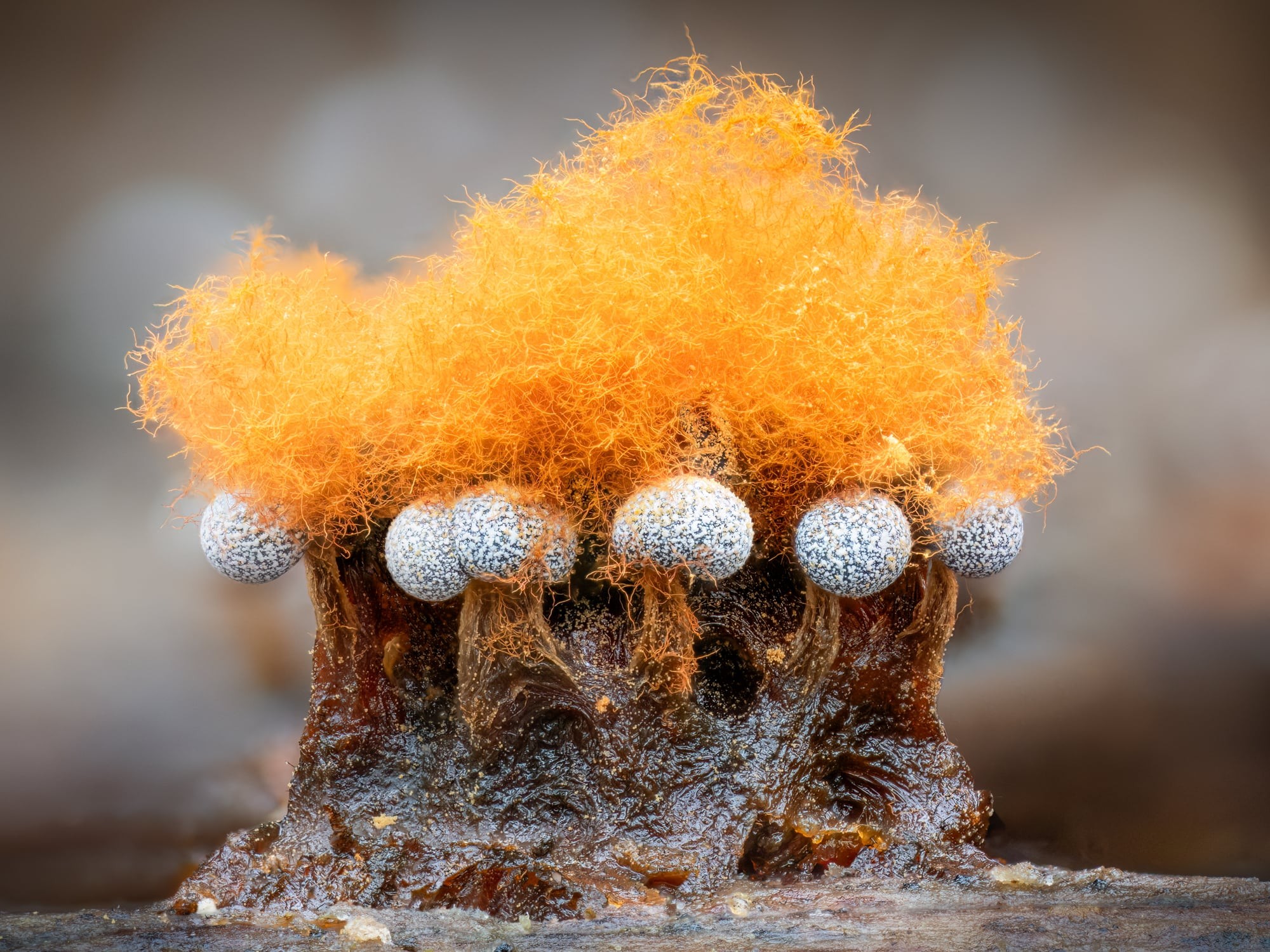 Metatrichia floriformis and physarum
Five small green globules grow from yellow matter