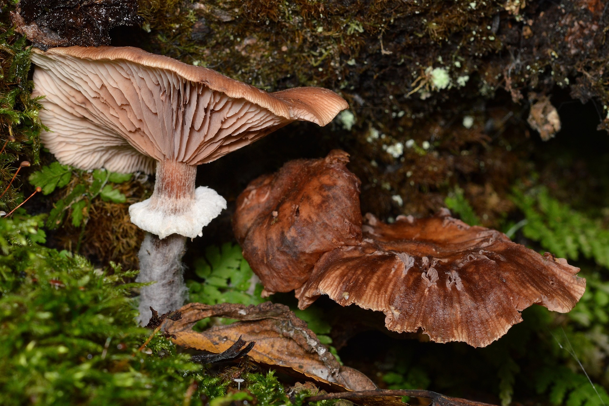 A photo of two large gilled mushrooms viewed from the side.