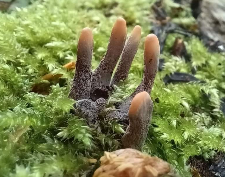 Macabre-looking clusters of hard, swollen, warty ‘fingers’, 3–8cm high. When young they are pale grey with a whitish tip. The pale covering is a coating of asexual spores produced in the early stage of their development. Inside, the flesh is white and tough under the black spore-bearing outer layer.

Fruiting bodies: finger-shaped, grey or brown, blackening with age, varying from 1–3cm.

Gills/spores: the spores are dark brown when developed, banana-shaped with a black spore print.

Stipe: a small stalk which attaches the fruiting ‘finger’ to the dead wood.