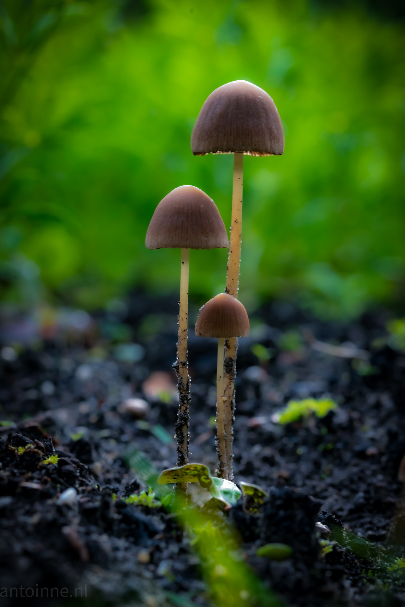 Some mushrooms in the forest.