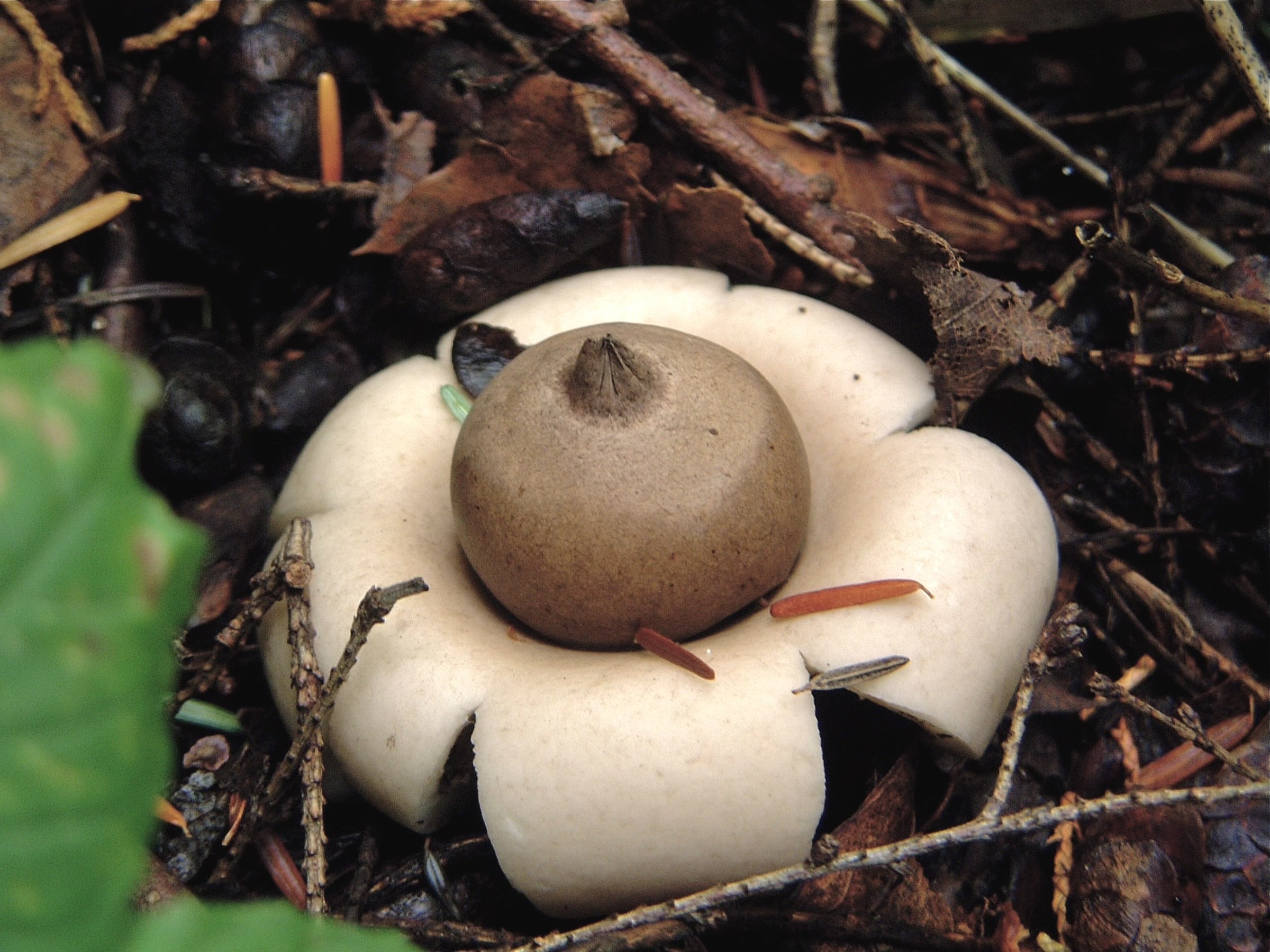 Close-up of an Earthstar mushroom. It looks like a round, light brown acorn with a puckered top sitting atop 6 spread out whitish flower petals that sit directly on the ground.