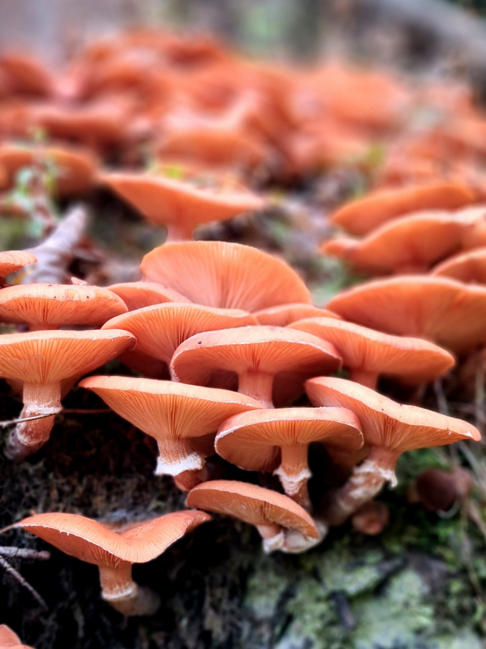 A large patch of fungi growing on top of each other.