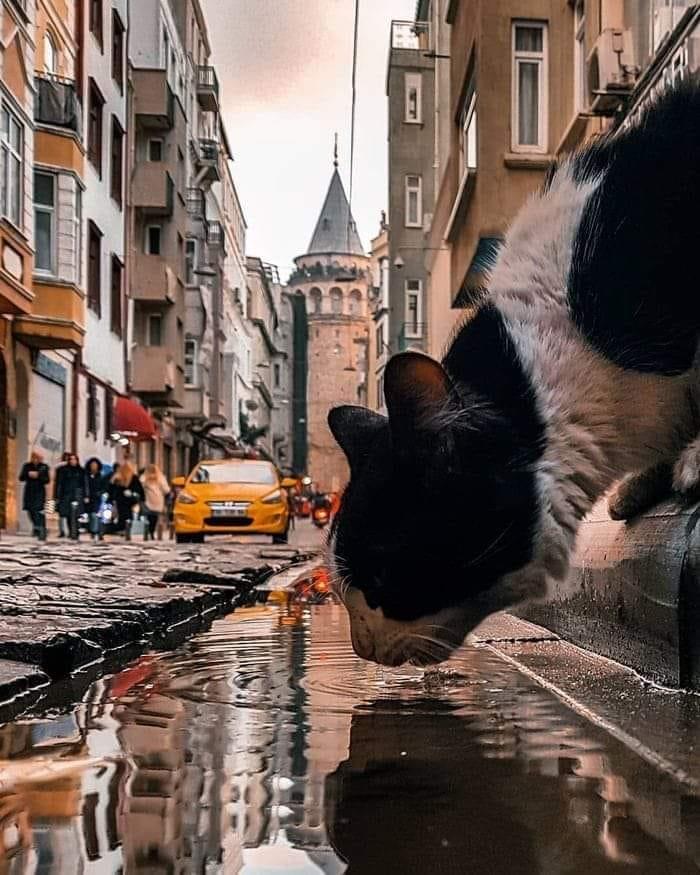 ALT

Gato tomando agua.