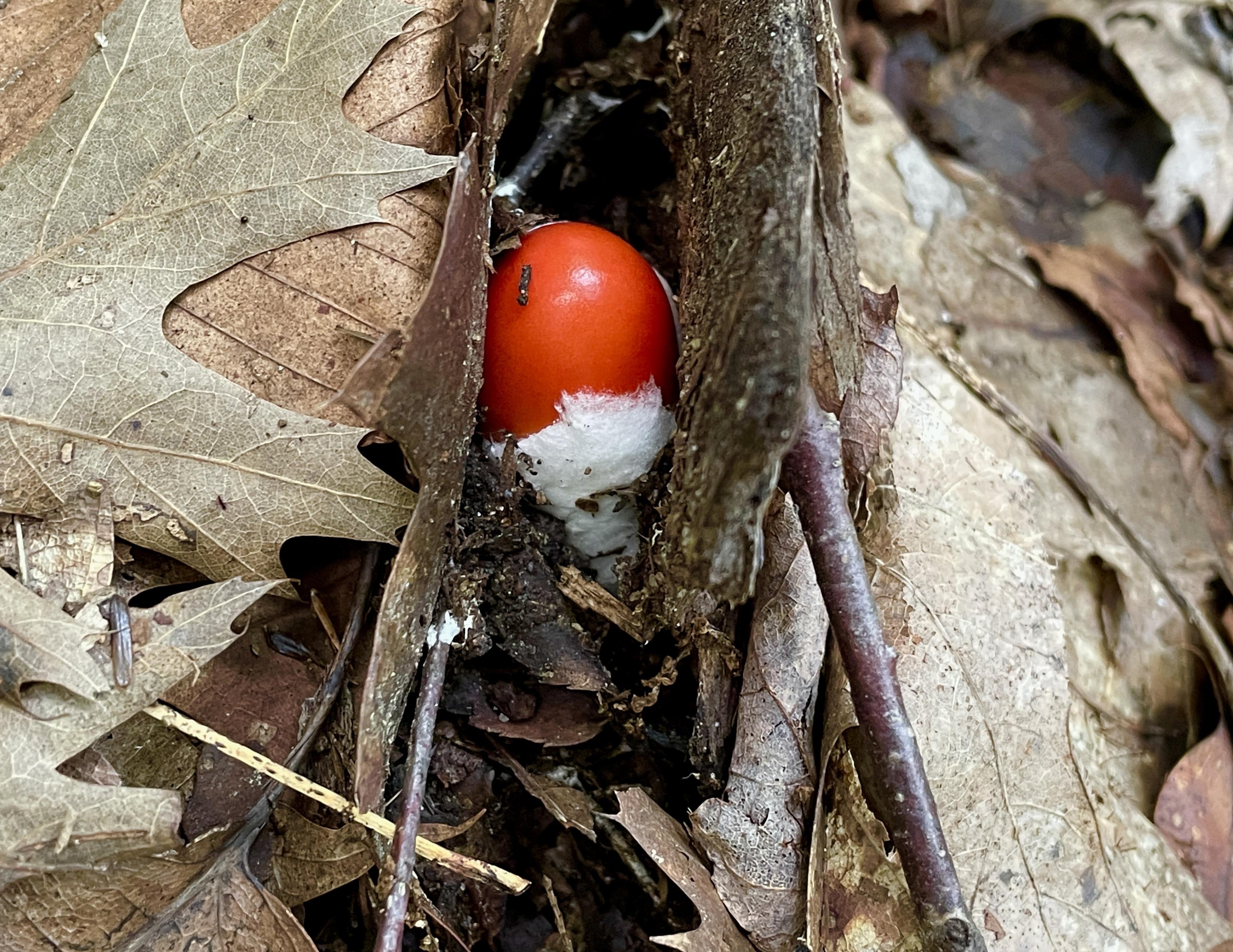 Closeup of what appears to be a bright red egg growing out of a white, cobwebby sheath on the forest floor. This is common with many Amanita mushrooms that start in an egg-like, button stage and then grow into their classic umbrella pose.