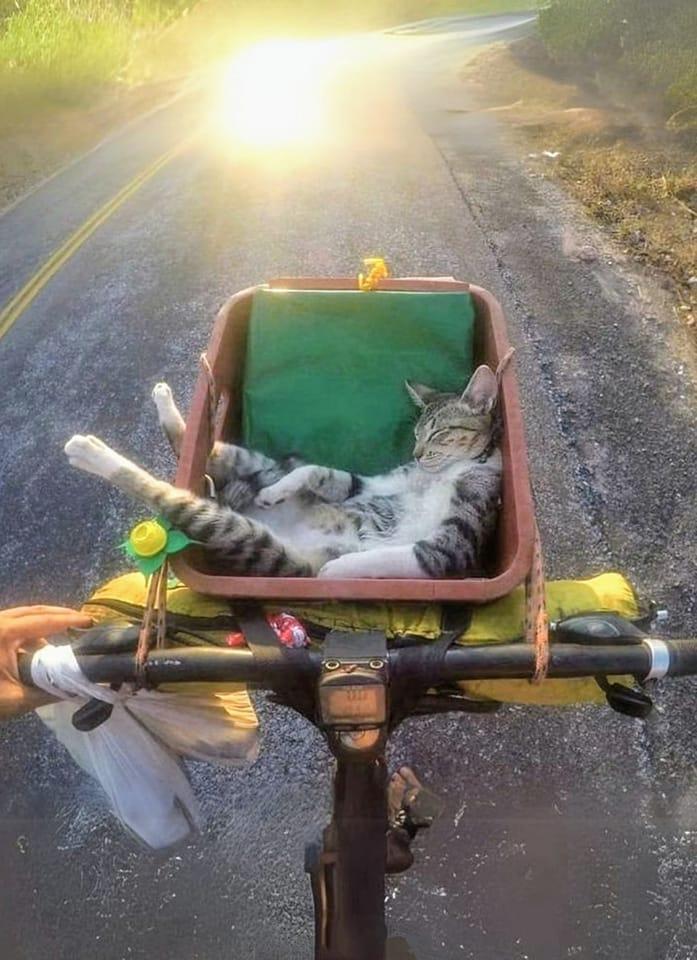 ALT

Gato durmiendo en canasto de bicicleta. 