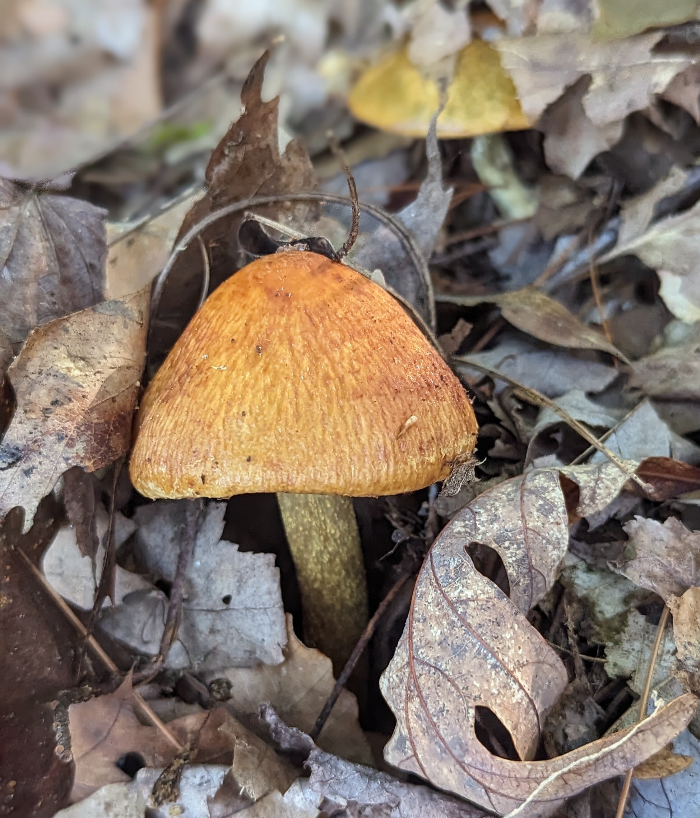 A small mushroom with a helmet shaped cap protruding from a blanket of dry oak leaves