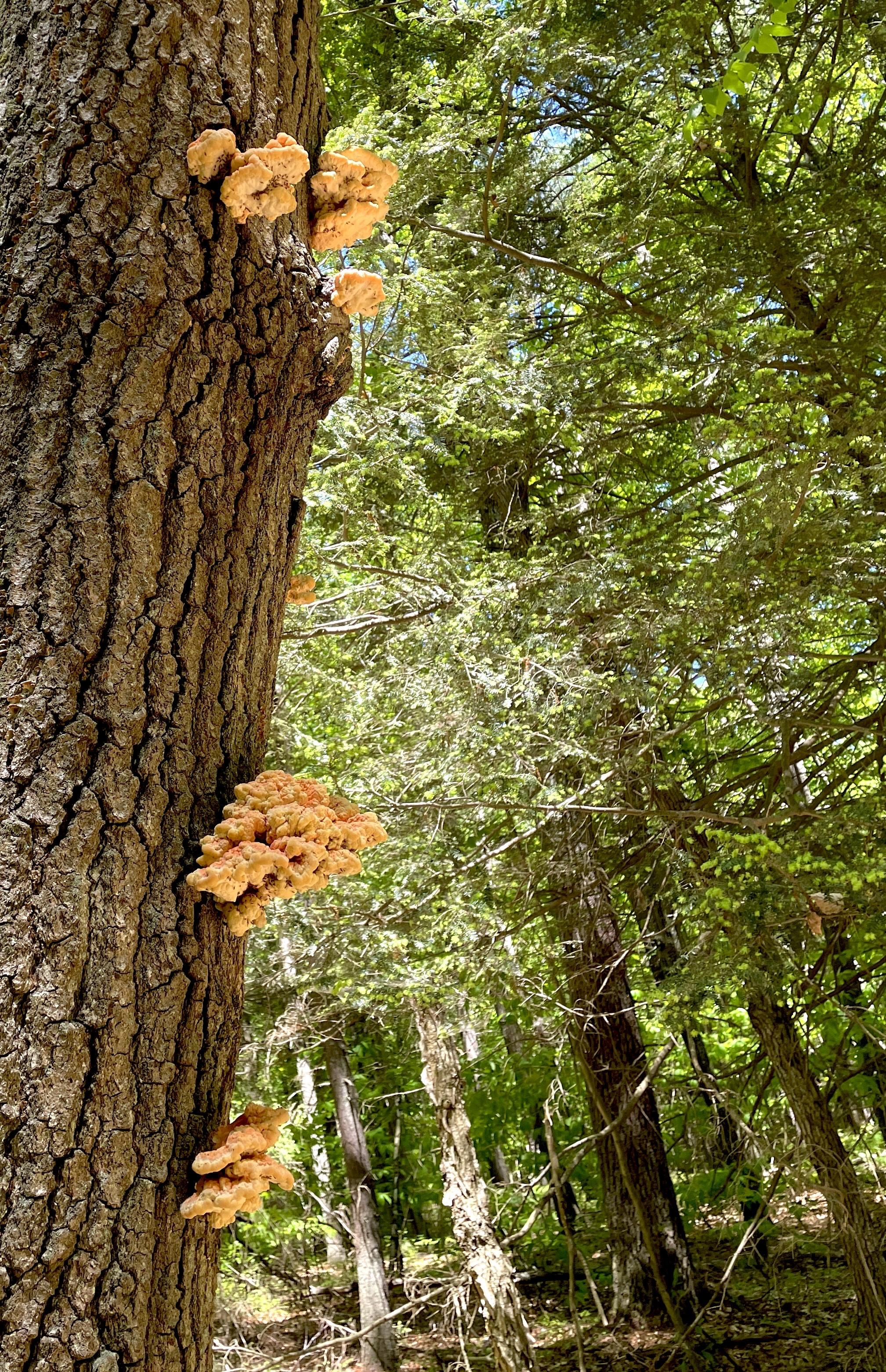 Several outcroppings of orange cauliflower like mushrooms growing from a dead tree. Each clump ranges from about 5 inches high to 10 inches. In the background are hemlock trees.