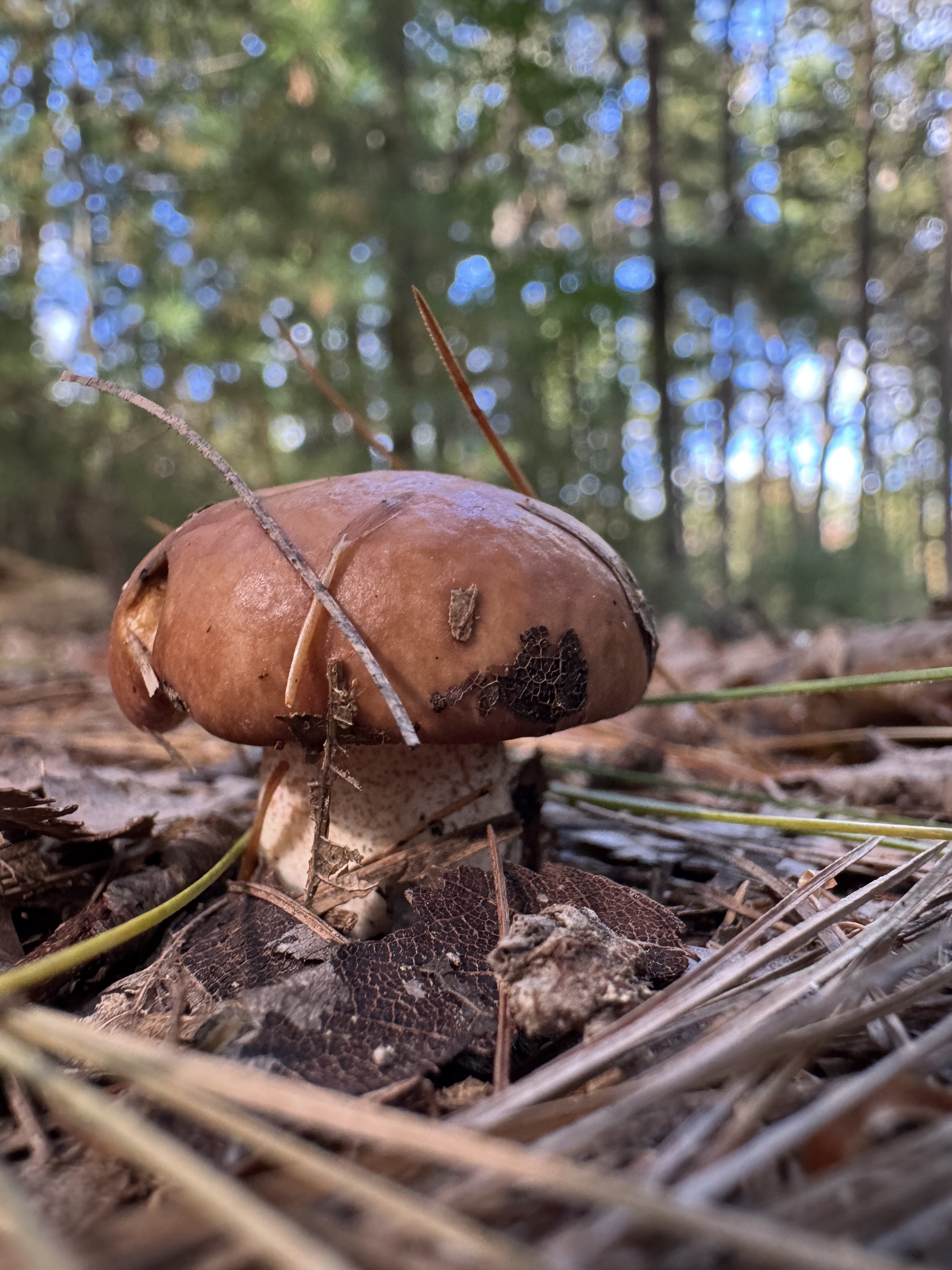 Brown capped mushroom rises alone on the brown forrest path, with blue sky and green trees in the background.