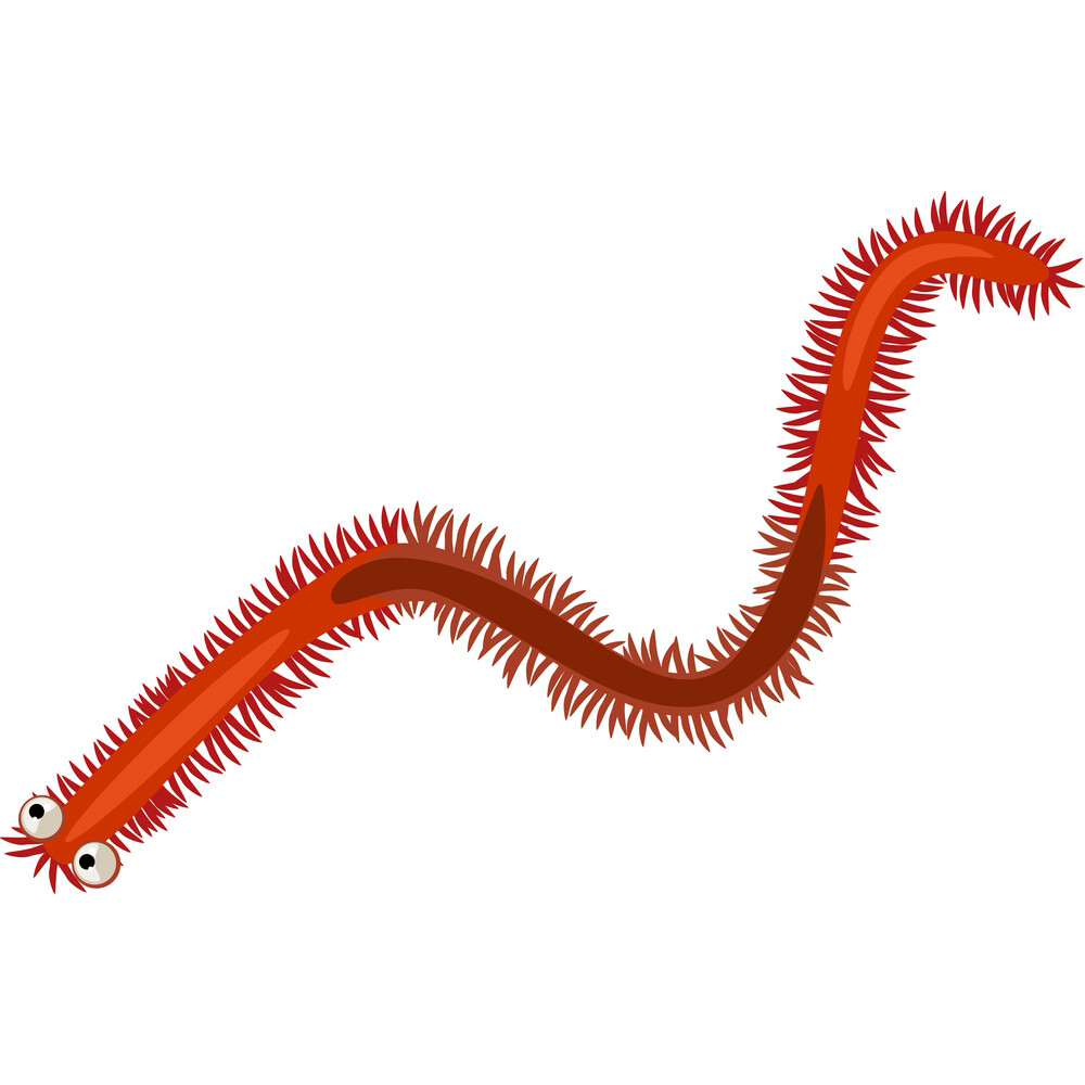 illustration of a sea worm