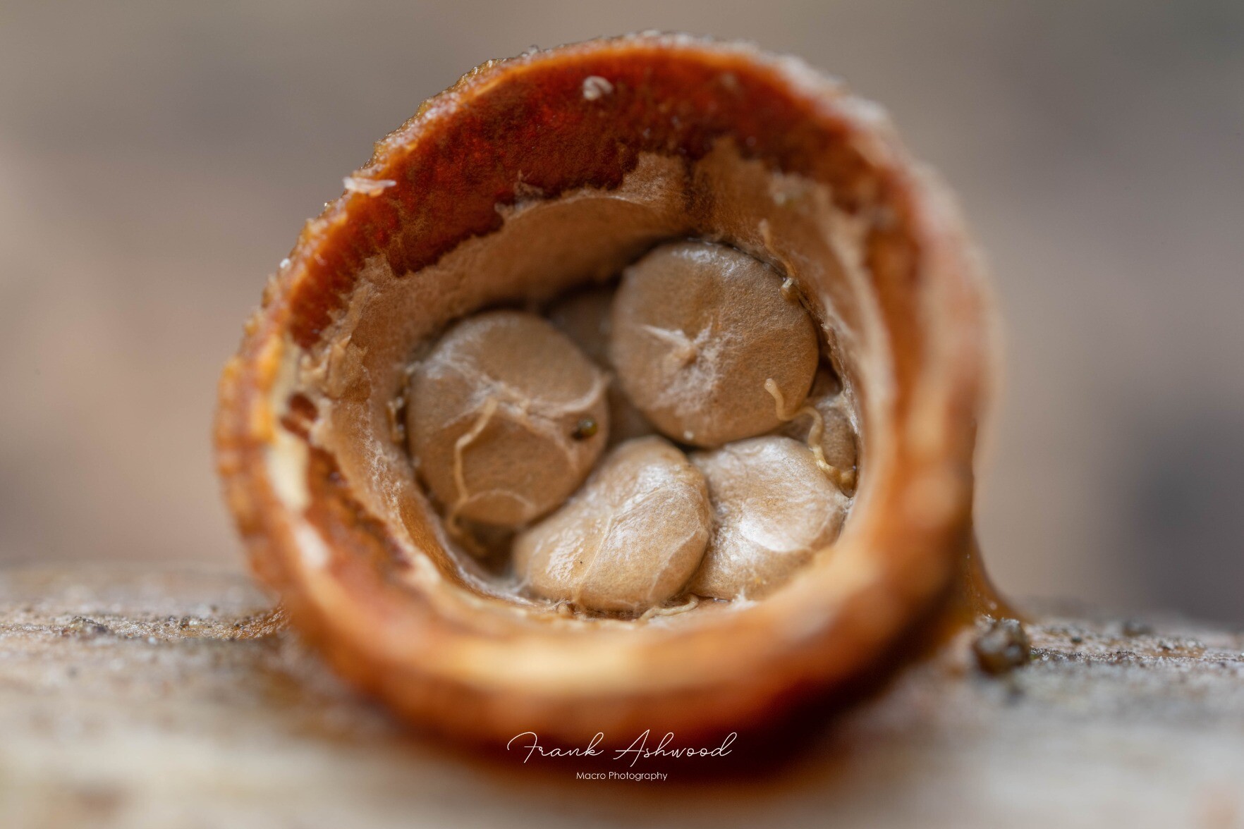 A photograph of a brown cup-shaped fungal fruiting body, containing four creamy disk-shaped 'eggs'.