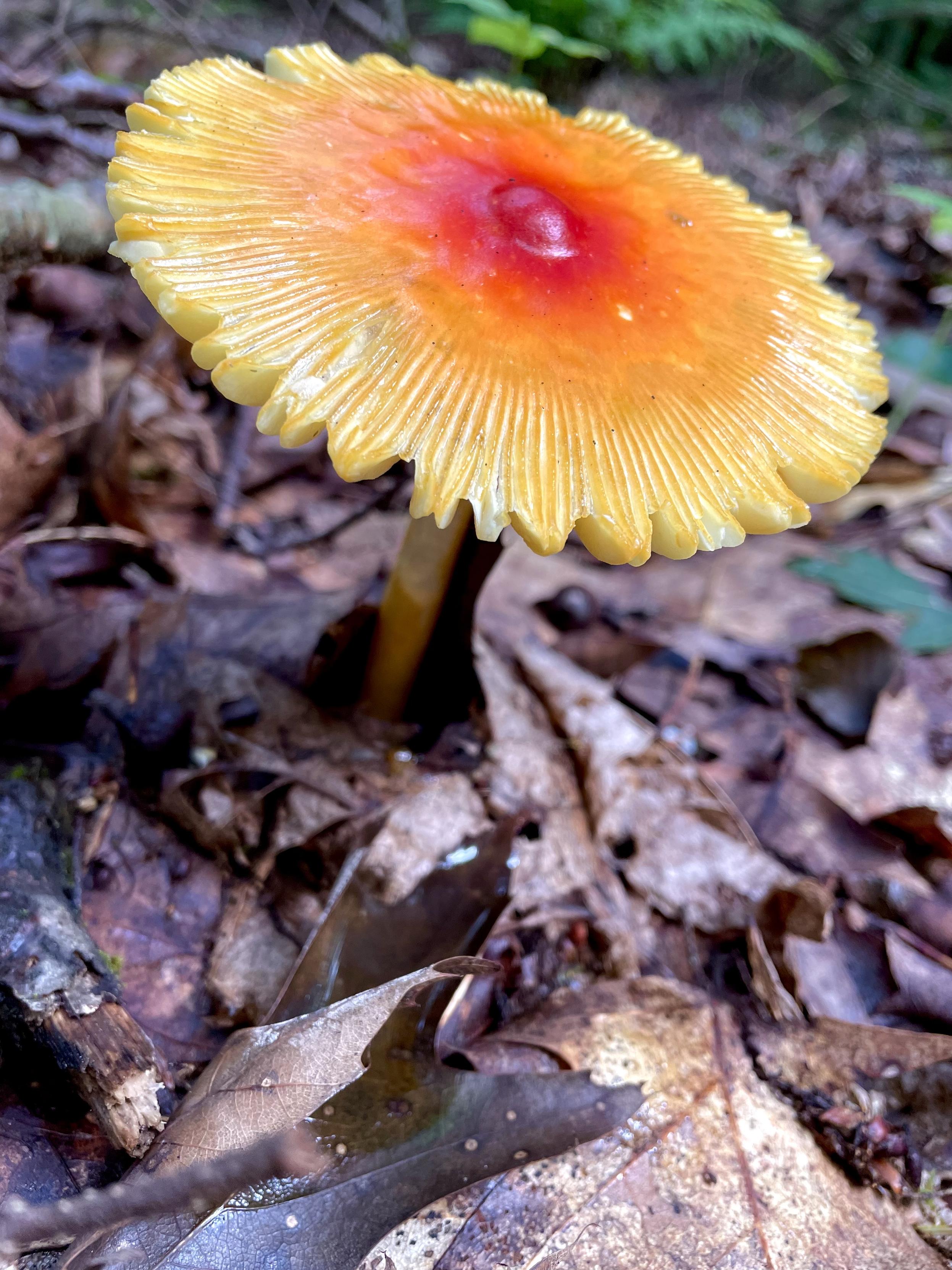 Closeup of a brightly colored mushroom coming up from the forest floor. It’s is about 2 inches high and 3 inches wide. The cap, which is nearly flat is bright red at the umbo (dimple in the middle) and bleeds into orange, then yellow at the edges. It’s a gilled mushroom and you can see the underside gills poking through to the top at the edges.