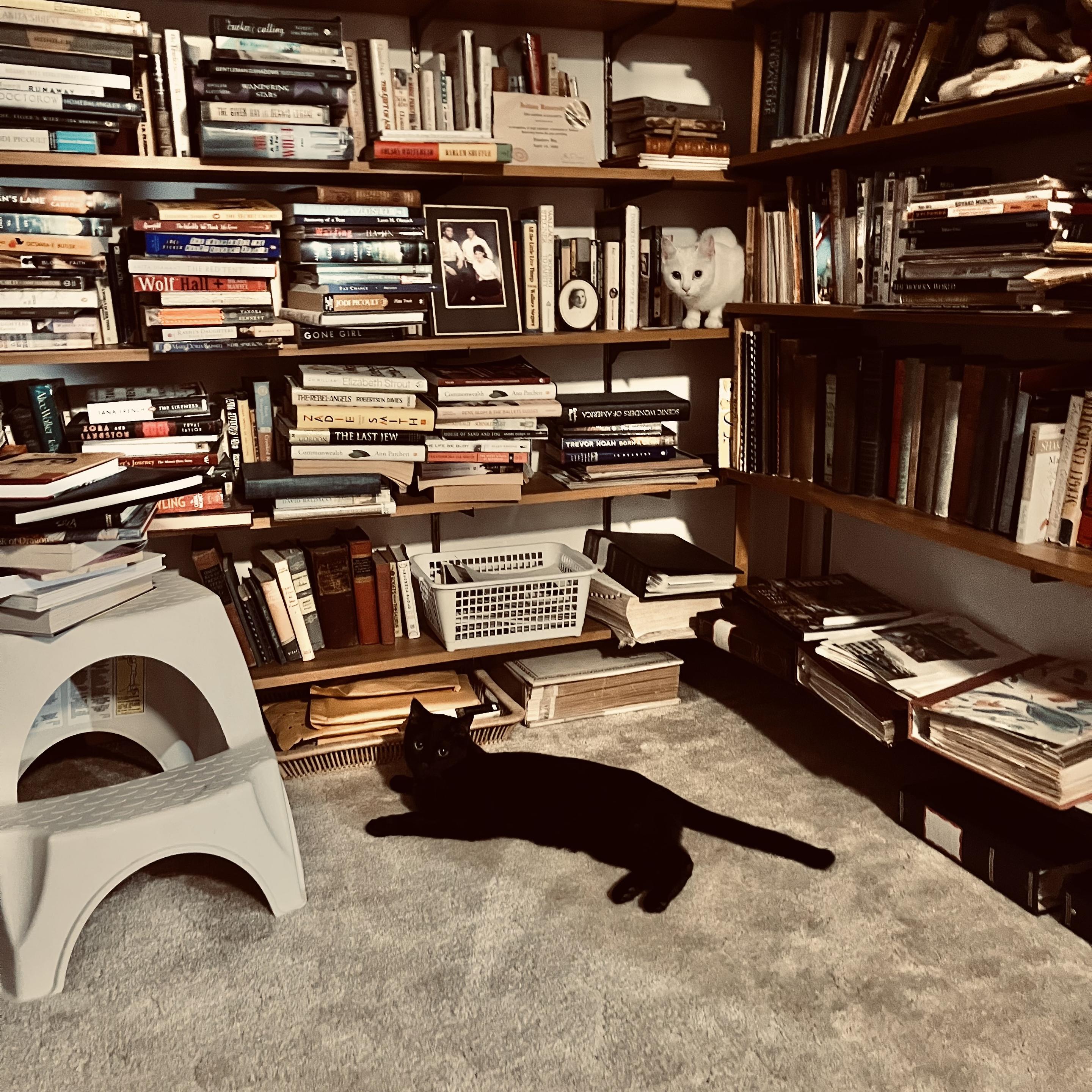 a black cat lounges on a beige carpet in front of a corner where two walls of bookshelves meet; a white cat sits on the third shelf up, in the corner; both cats are looking at us