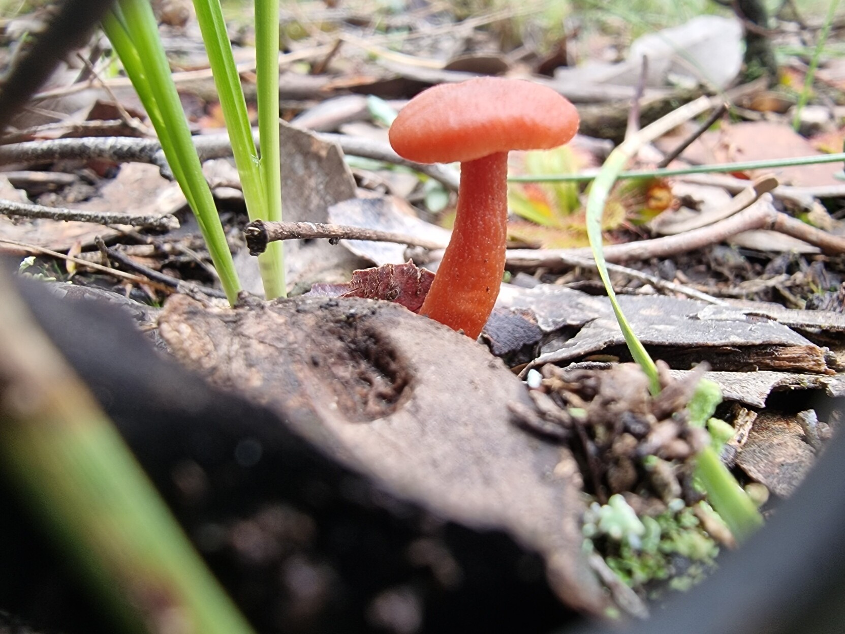 A red toadstool grows out of the leaf litter on the floor of the Box-Ironbark forest.