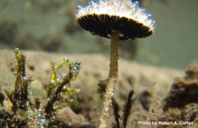 Psathyrella aquatica is a species of fungus from Oregon, first described in the journal Mycologia in 2010.[1] It represents the first ever report of a gilled basidiomycete fruiting underwater.