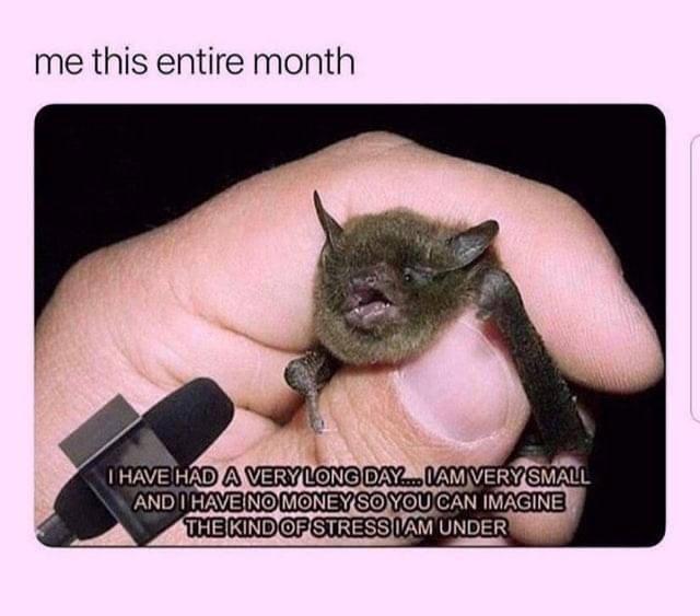 A meme of a very small bat being held by a human hand. The text at the top reads "me this entire month." The text at the bottom reads "I have had a very long day... I am very small and I have no money so you can imagine the kind of stress I am under."

Original creator unknown. 