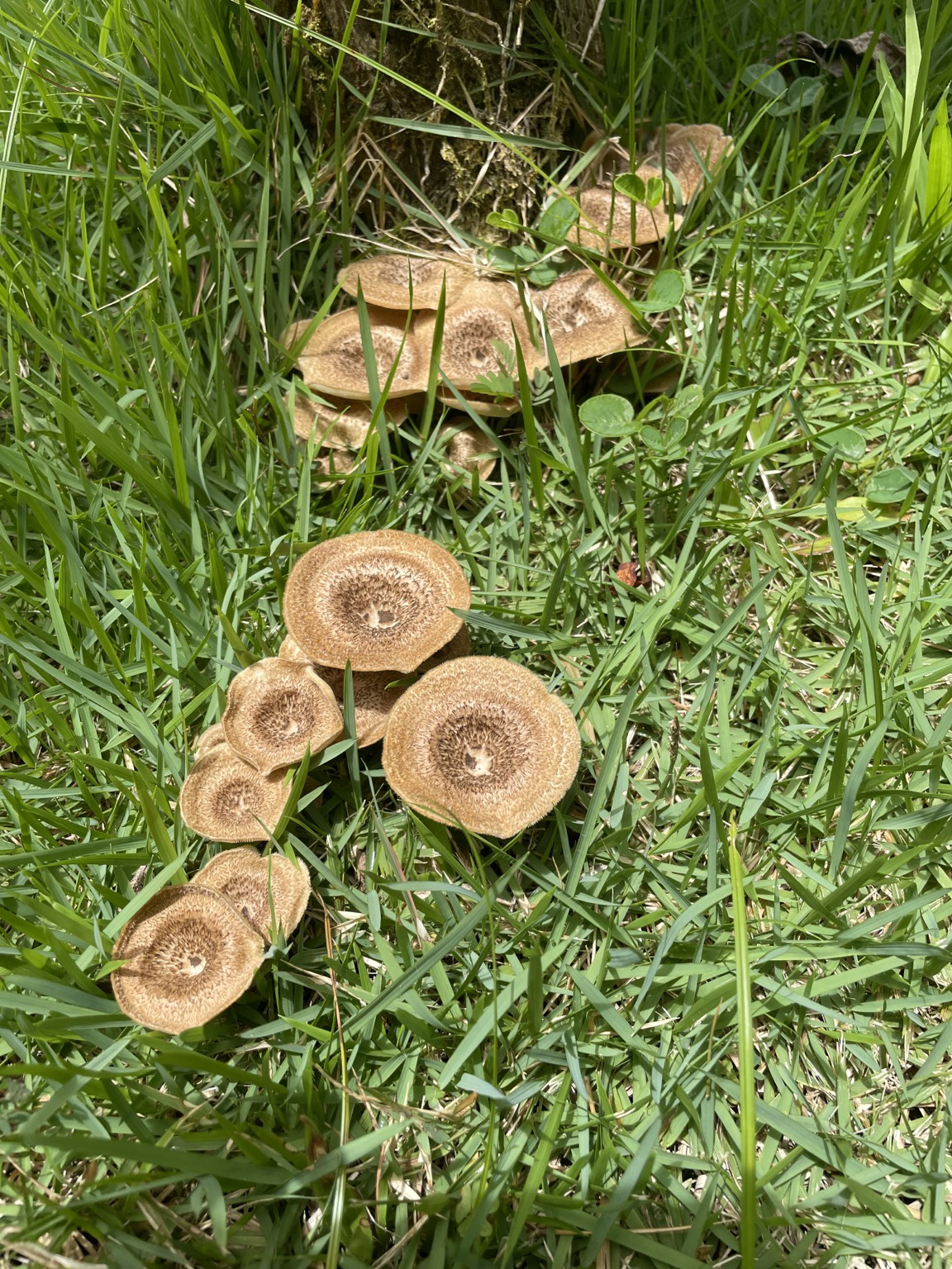 A collection of backyard mushroo￼ms among the grass coming out of dead wood roots. Beige and brown, circular pattern. Fungus among us!