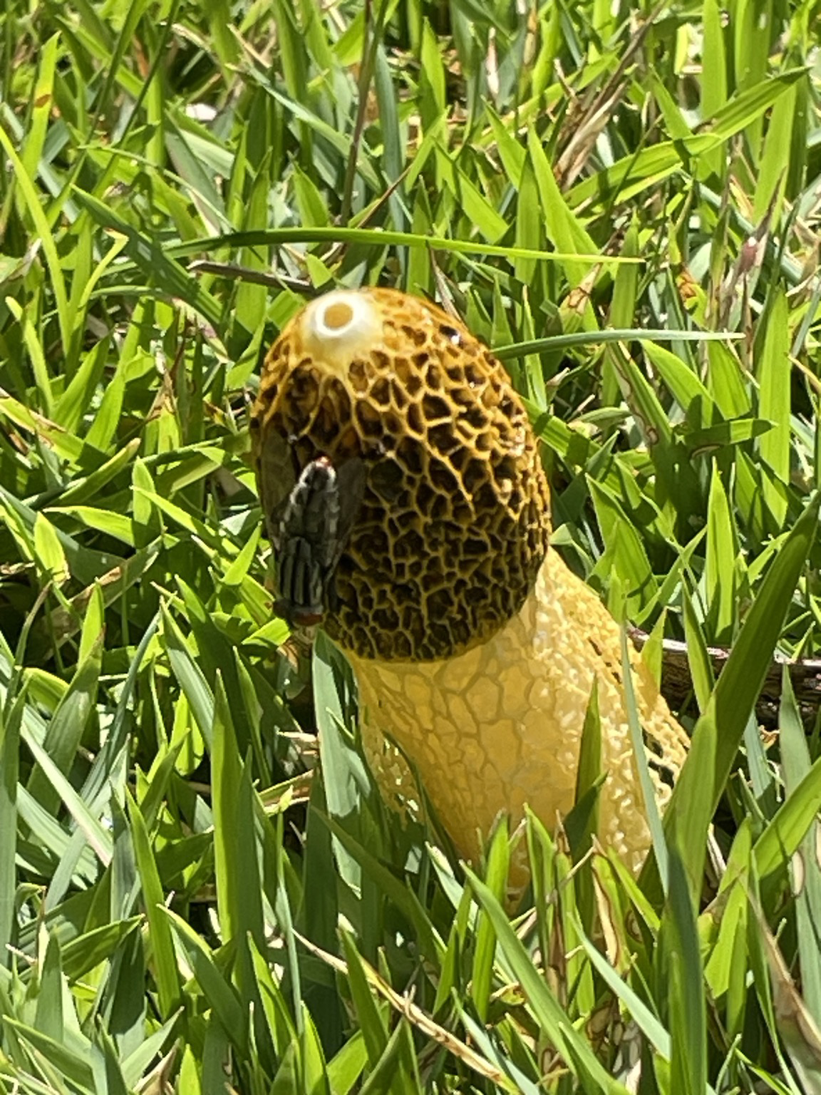 Stinky mushroom in the grass, look closely to see its visitor! A striped fly with a red head on the gooey, brown and yellow top of the fungus.