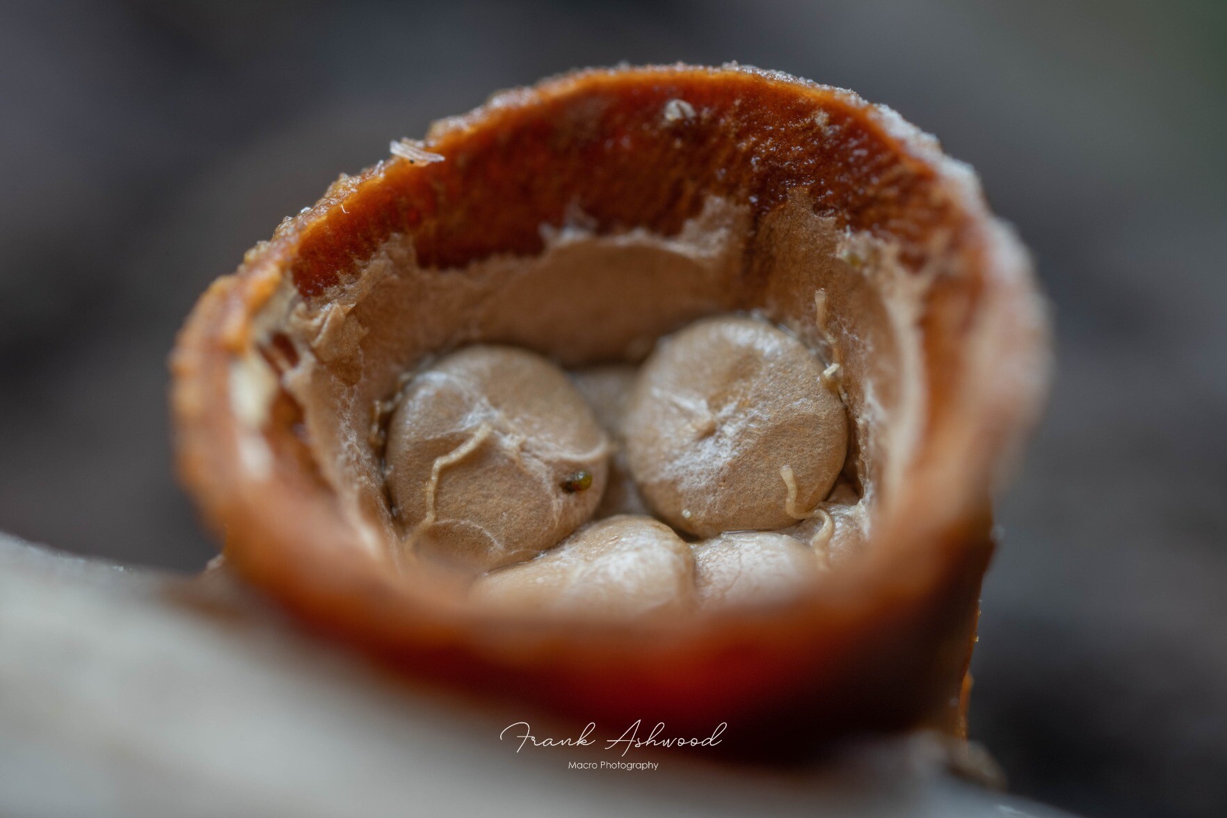 A photograph of a brown cup-shaped fungal fruiting body, containing four creamy disk-shaped 'eggs'.