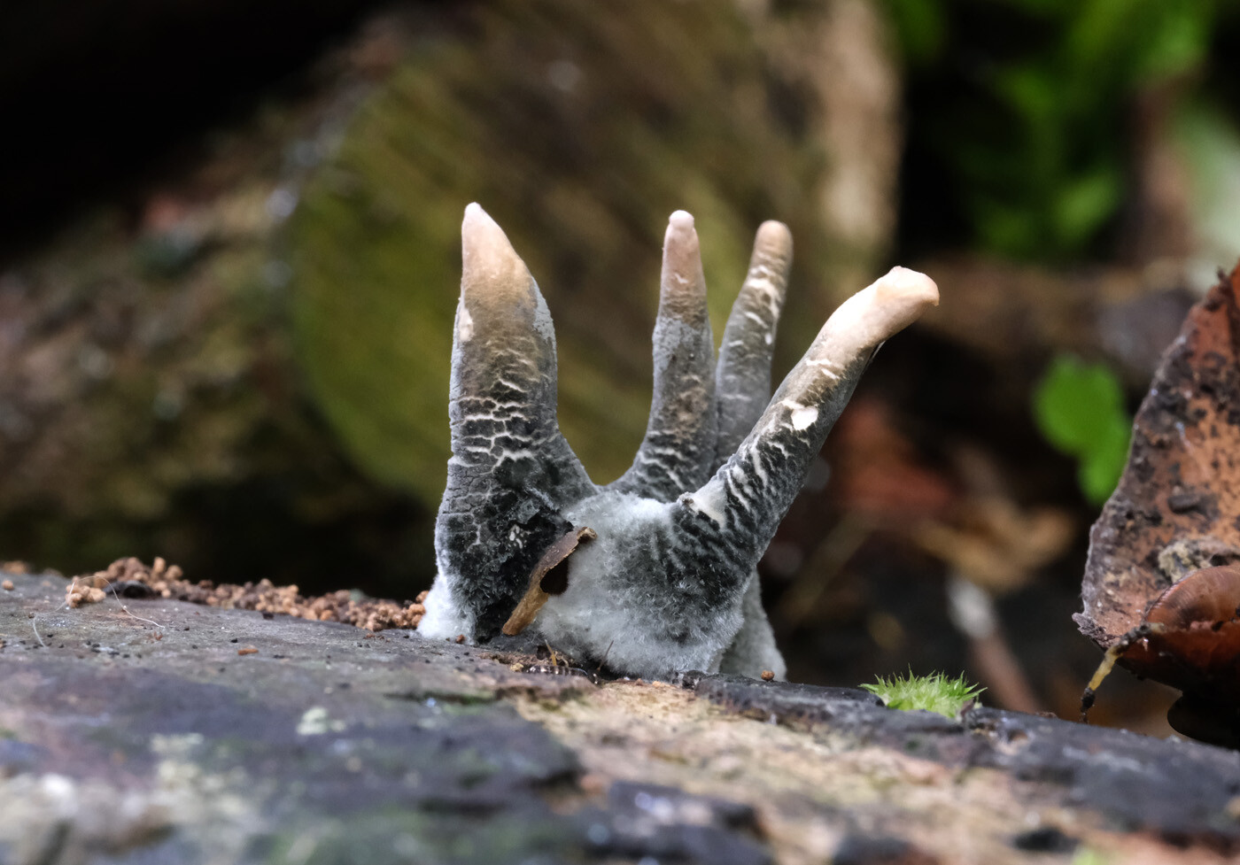 A fungi with four finger-like forms emerging from an old branch, very much like a hand. The fungi is mostly grey merging into pinkish, flesh-coloured tips