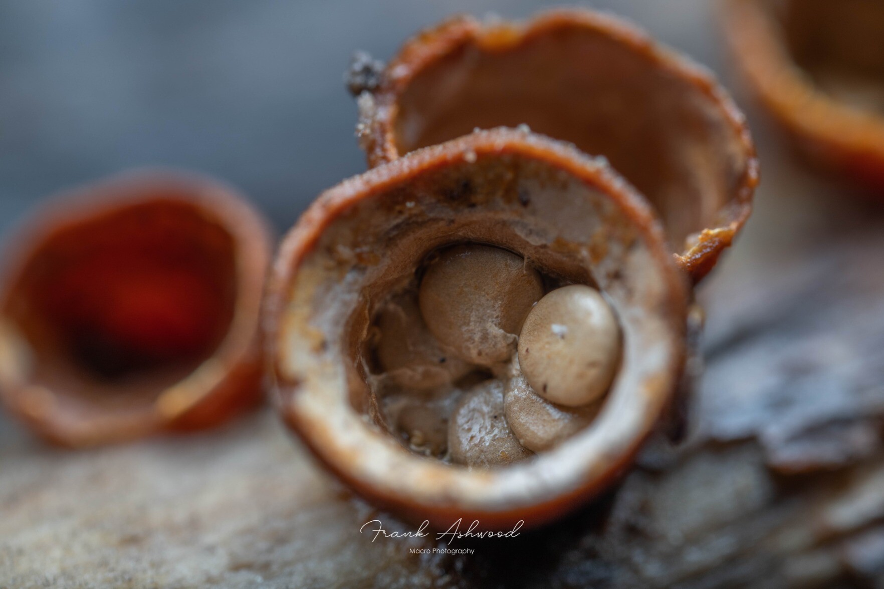 A photograph of a brown cup-shaped fungal fruiting body, containing six creamy disk-shaped 'eggs'.