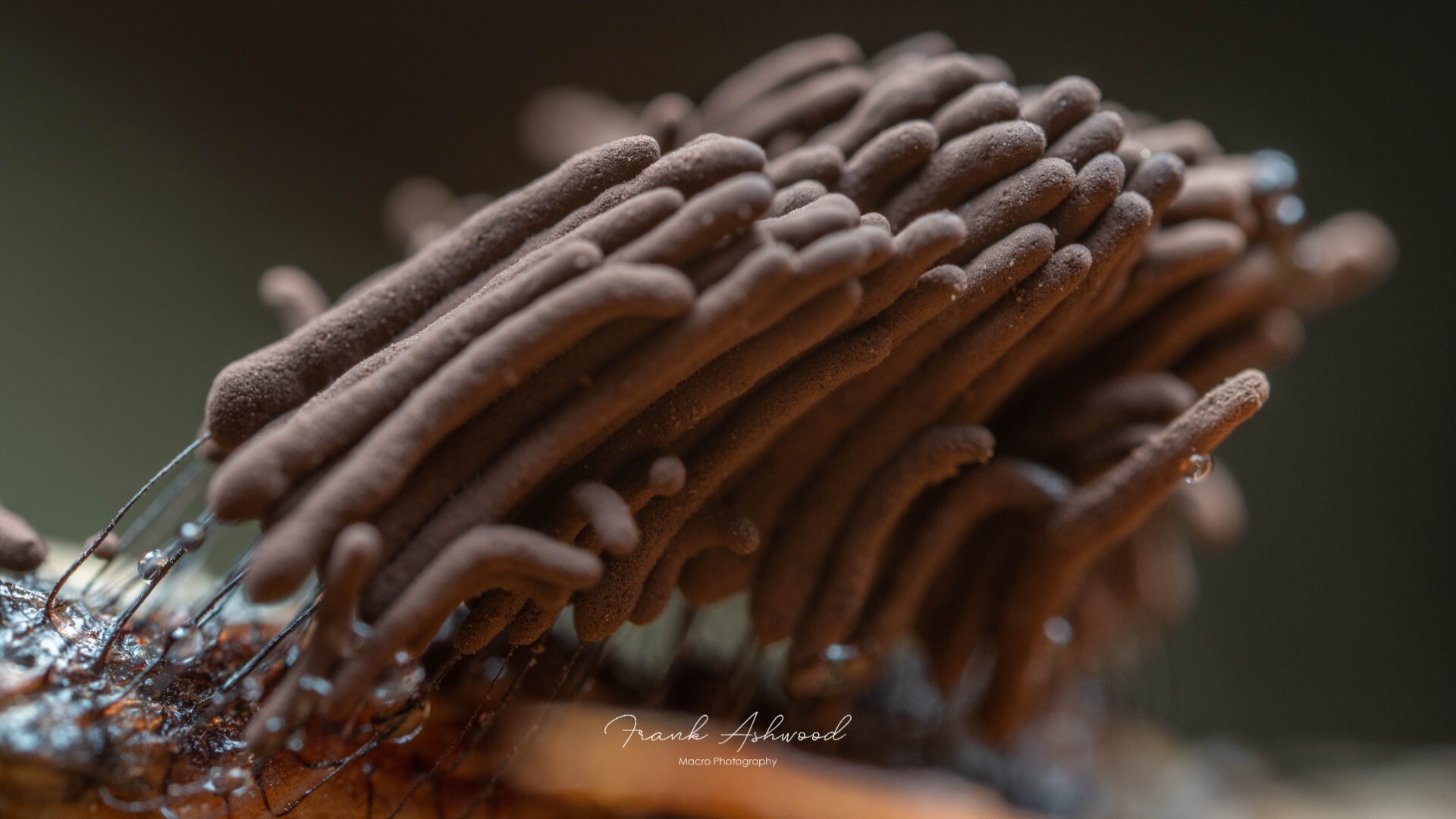 A photograph of a cluster of tall brown slime mould sporangia on slender stalks, growing on a piece of decaying wood.