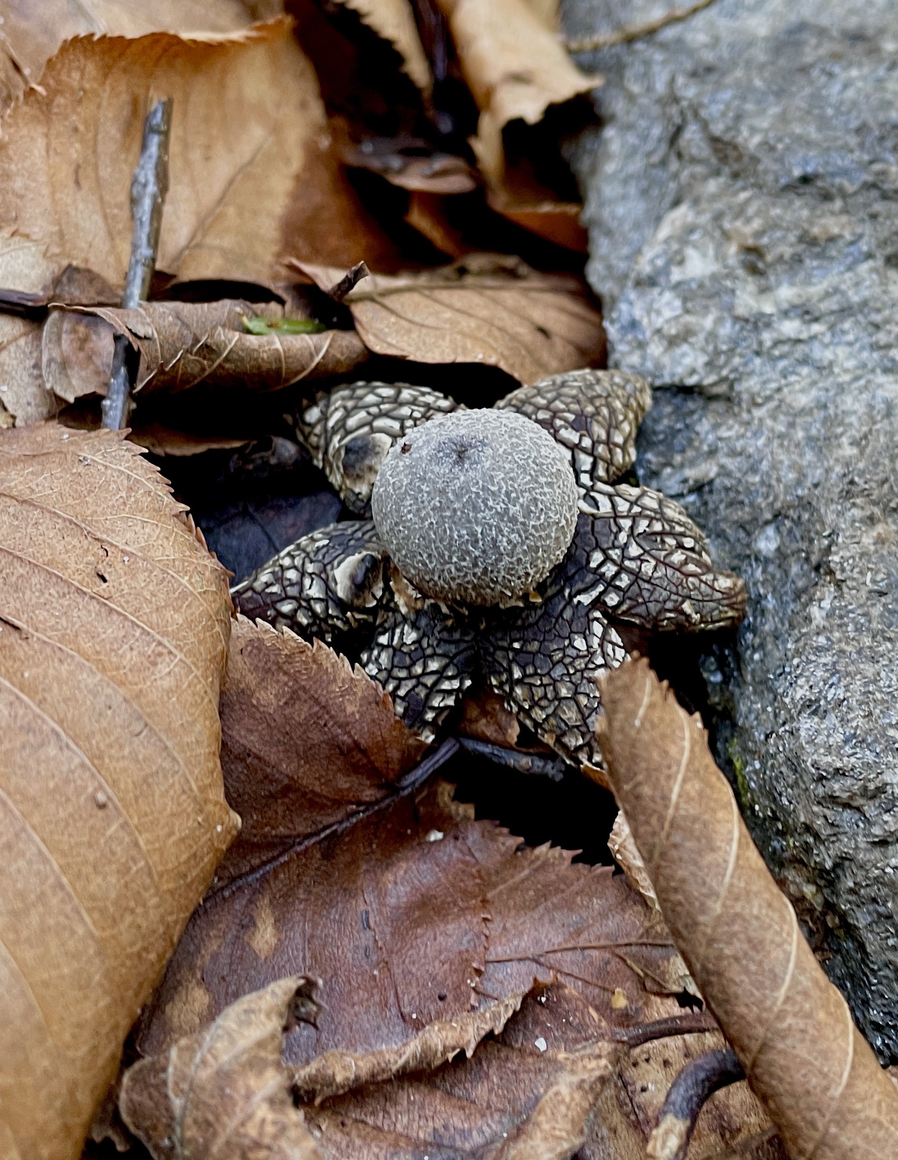 Earthstars look like a ping-pong ball sitting atop opened flower petals. In this case, the sac is a speckled white and gray, and the 6 “petals” are a cracked looking black and white. The mushroom is popping up amongst large rocks and fallen leaves.