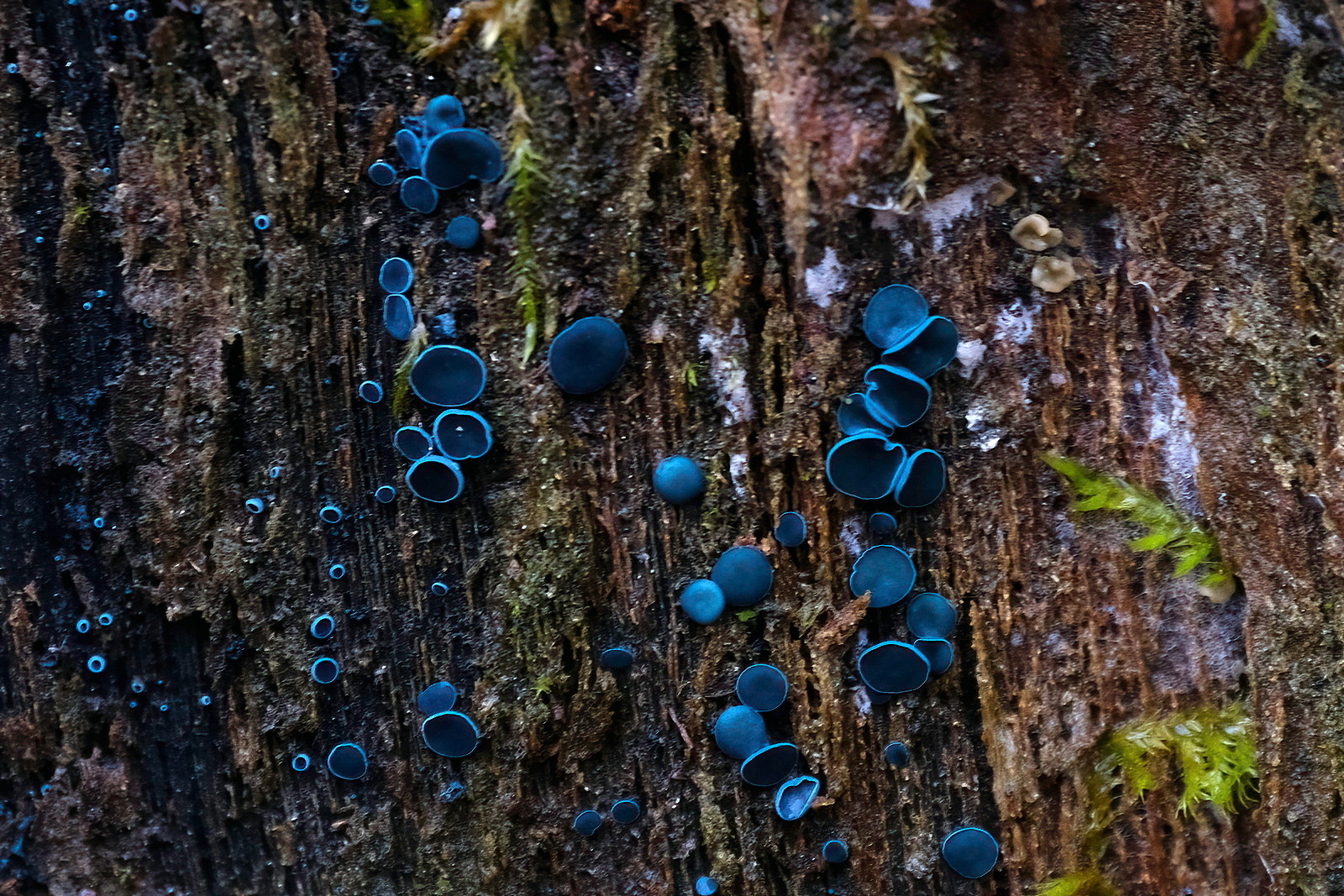 Very small blue cups, growing closely together on a rotting tree stump.