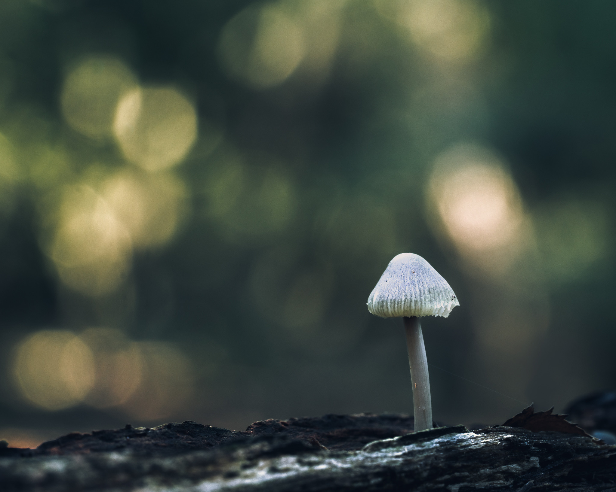 A tiny lone mushroom from the coprinaceae family with some beautiful golden bokeh balls in the background.