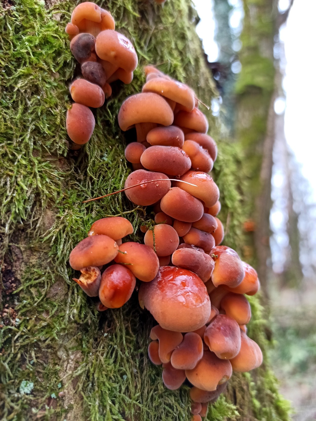 Dunkelorange Pilze im Moos auf einem Stamm