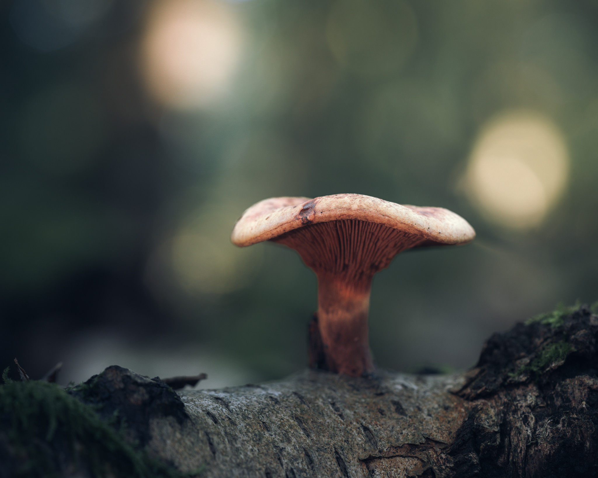 A lone mushroom from the paxillaceae family of fungus