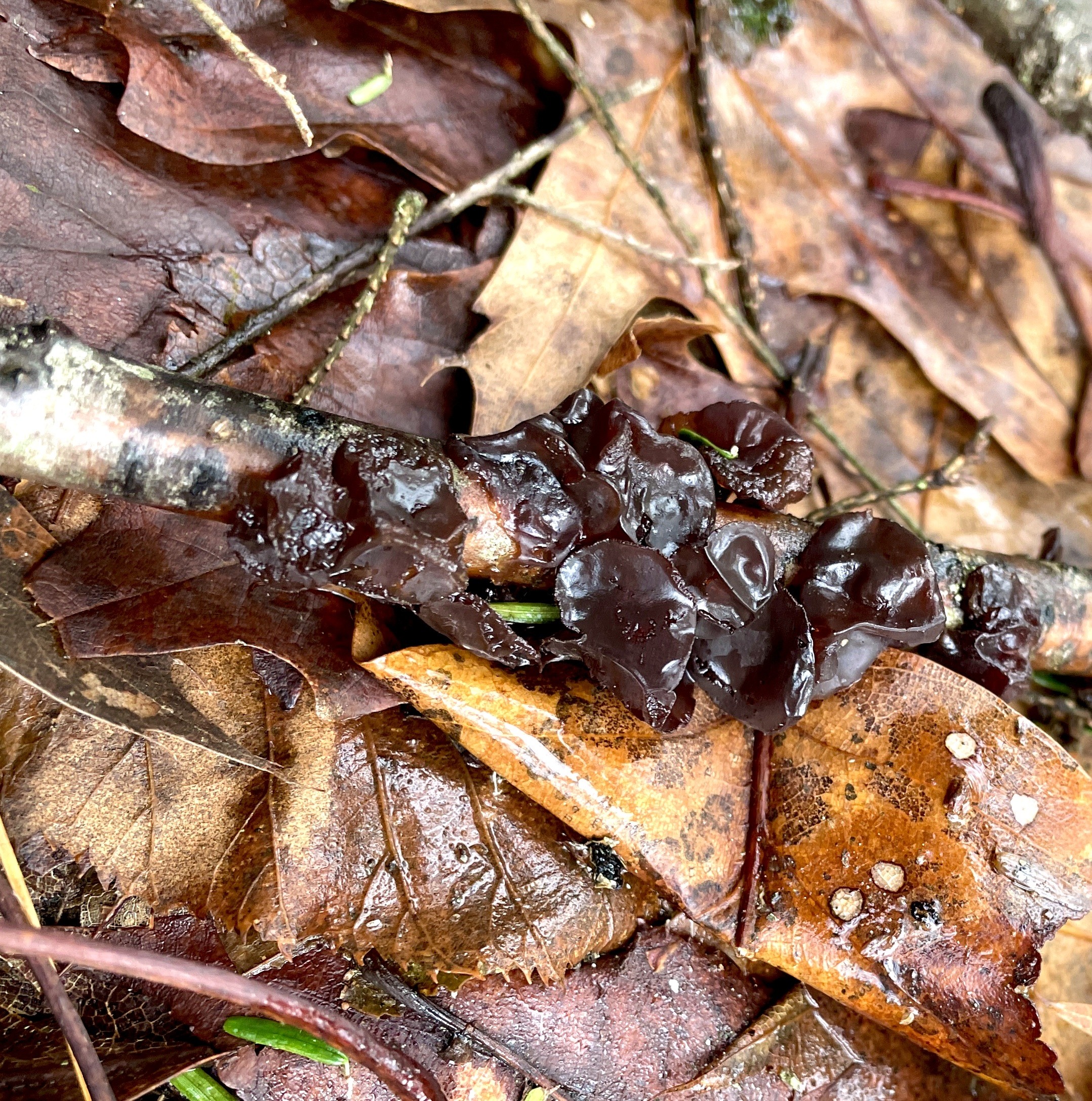 About 12 nickel-sized mushrooms on a dead twig. They are brown and gelatinous looking in the winter or after heavy rains as they swell with water. There are also fallen leaves on the forest floor.