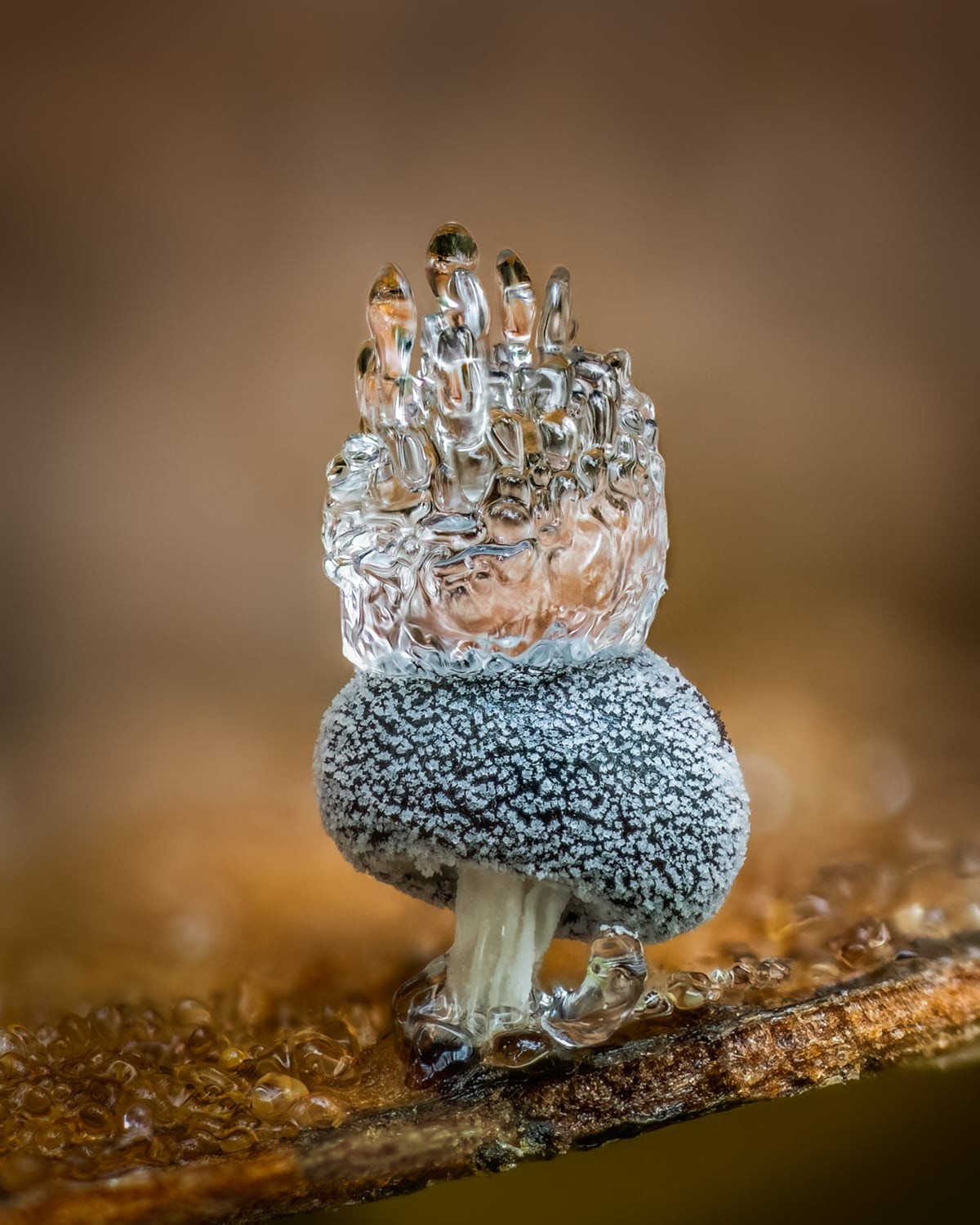 Didymium squamulosum with ice crown. All images © Barry Webb