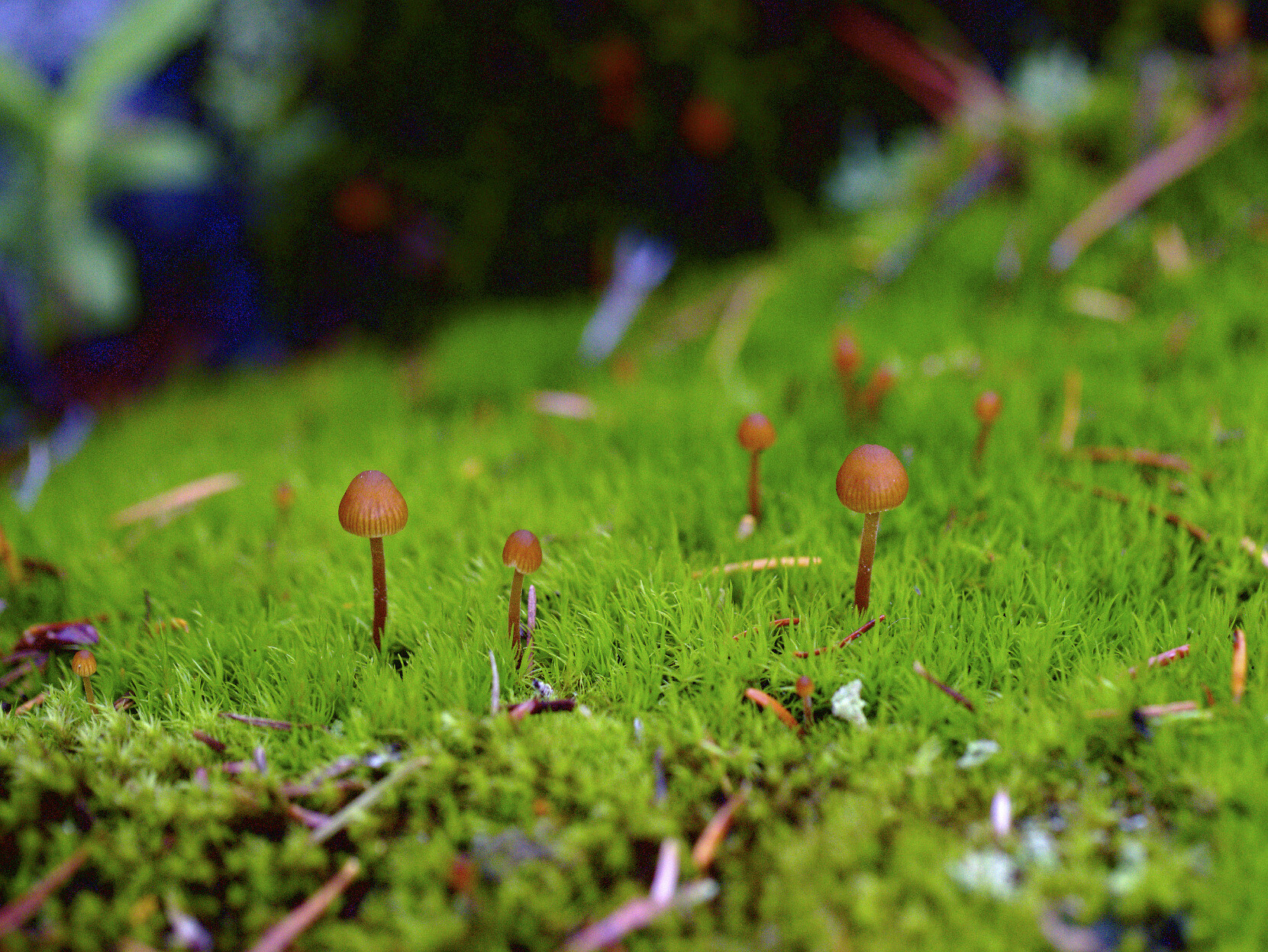 A vibrant green carpet of moss in a close-up photo, revealing the fine details of the mossy foliage. A series of tiny golden-brown mushrooms is sprouting from the moss.