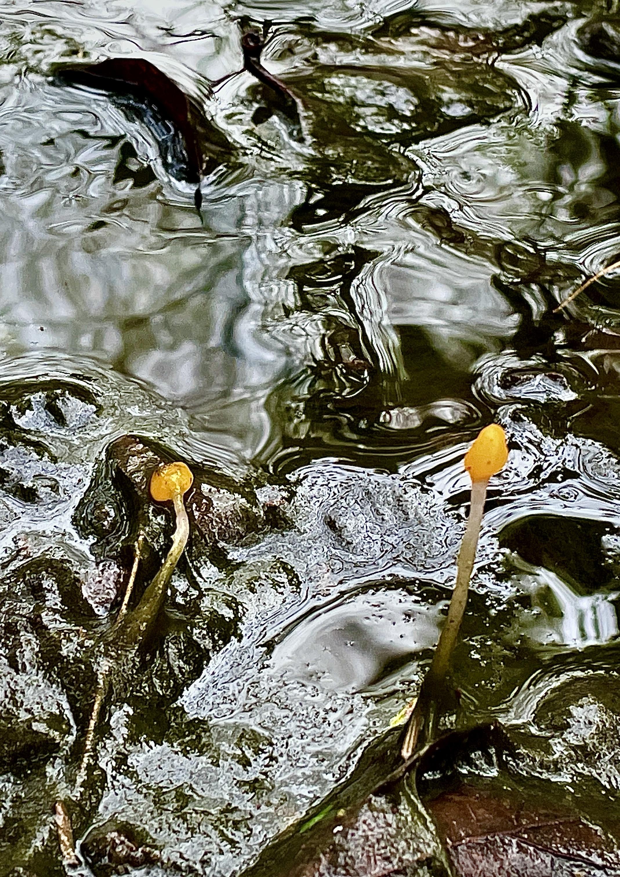 Closeup of 4 inch water and muck in a bog. Growing up out of a bog are 2 mushrooms that look like matchsticks or Q-tips. The base are dirty white sticks with a bright yellow-orange blob on the top. Each is about 2 inches high. The top of the bog has a glass or ice appearance with dark mounds where the mushrooms come up.