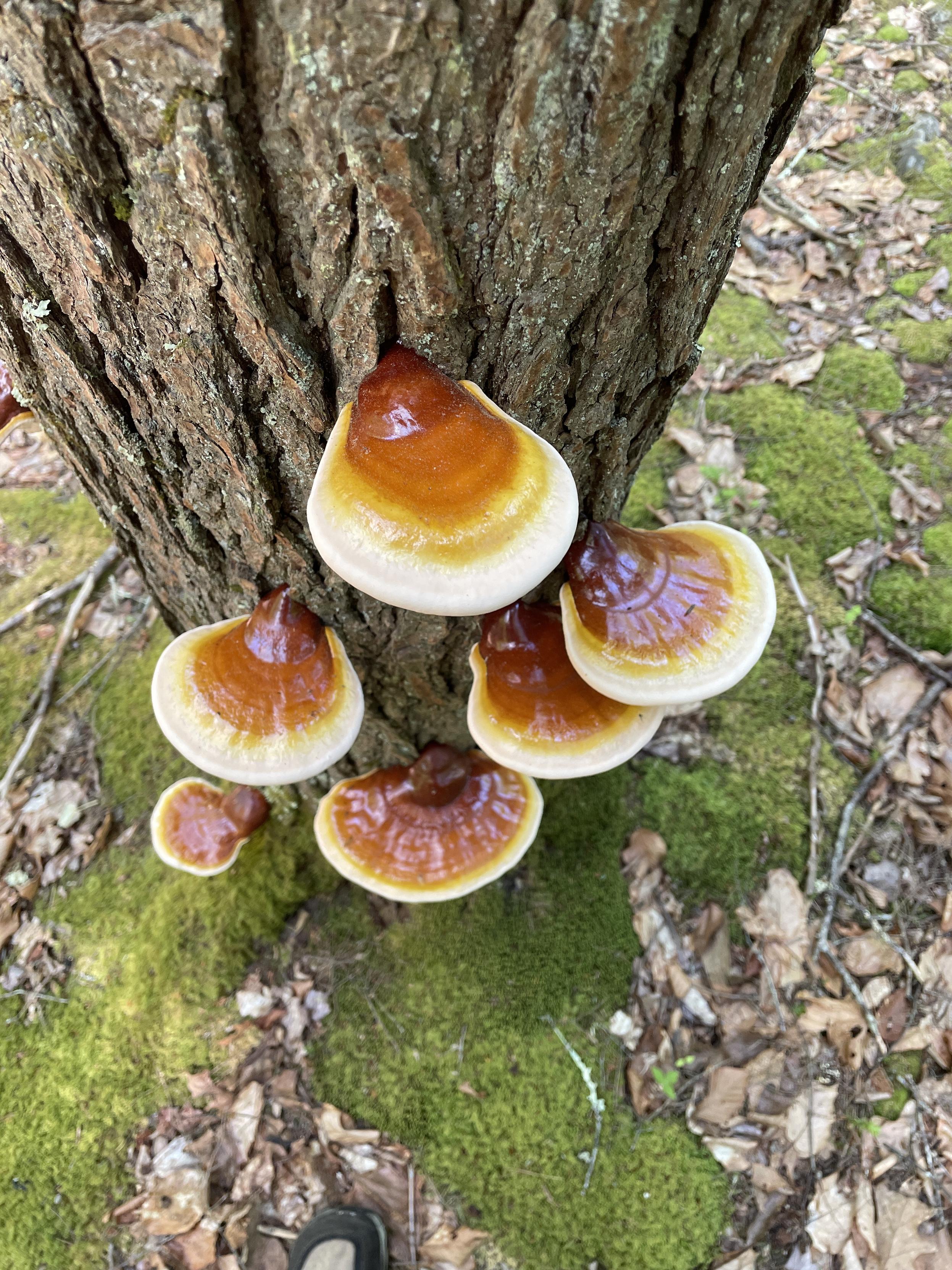 Top down view of 6 kidney shaped shelf mushrooms growing out of a tree. Each has a band of colors - closest to the attachment on the tree is a shiny maroon, then dark orange, then lighter shades of orange, then gold, then yellow and finally white. The mushrooms are about seven inches big and only the top can be seen. At the base of the tree is a carpet of green moss and the tip of my shoe.