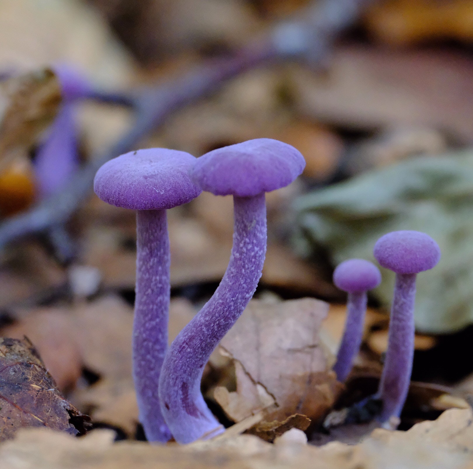 Auf Waldboden, der mit braunen Buchenblättern bedeckt ist, stehen vier kleine Pilz-Fruchtkörper. Sie sind durchgehend amethyst-farbig violett gefärbt, sowohl der Stiel wie auch der Hut. Die beiden Exemplare im Vordergrund scheinen am Hut zusammengewachsen zu sein. Der rechte dieser beiden Pilze hat dadurch einen etwas verbogenen Stiel, wie ein spiegelverkehrter Buchstabe s. // On forest soil covered with brown beech leaves are four small mushroom fruiting bodies. They are amethyst-colored, purple throughout, both the stalk and the cap. The two specimens in the foreground appear to have grown together at the cap. The one on the right of these two mushrooms has a somewhat bent stalk as a result, like a mirror-inverted letter s.